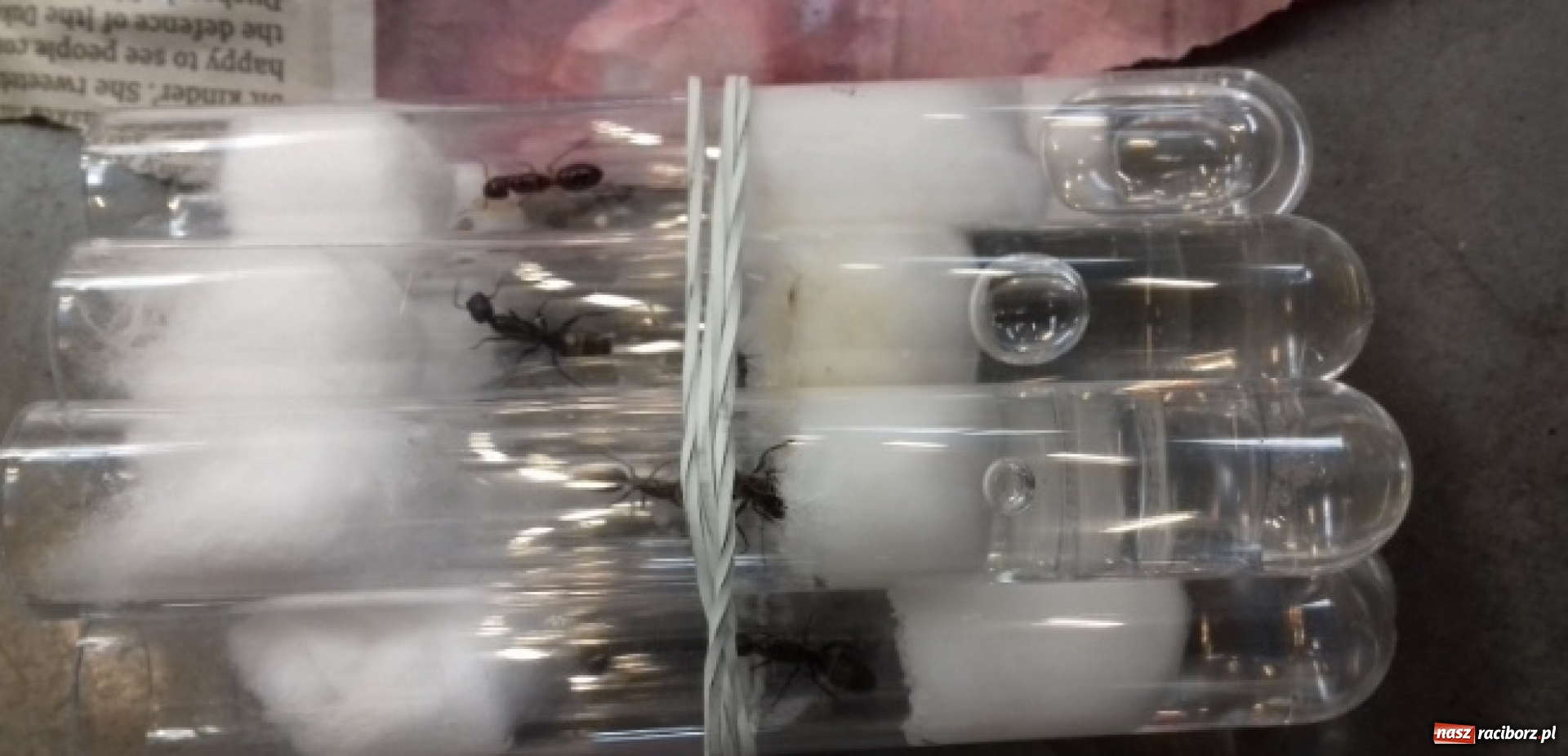 Zdjęcie w galerii na portalu naszraciborz.pl: Celnicy byli w szoku, kiedy to zobaczyli [FOTO] wiadomości z regionu