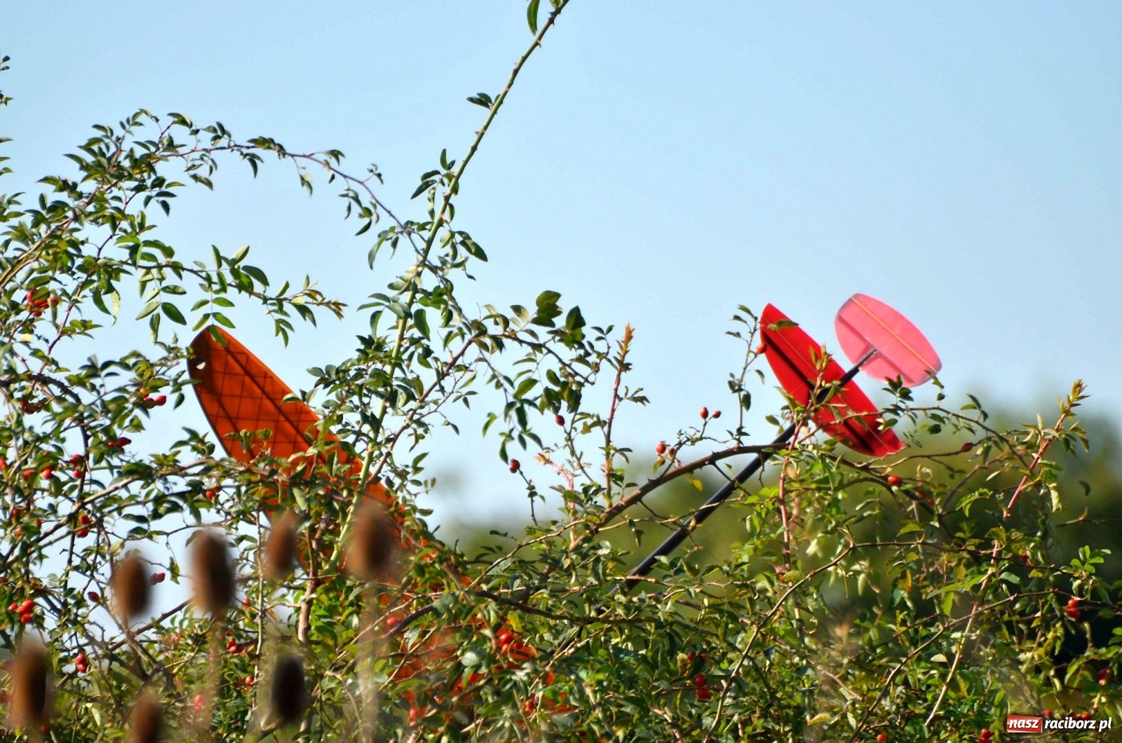 Zdjęcie w galerii na portalu naszraciborz.pl: Racibórz Cup. Modelarze rywalizują na Płoni wiadomości z regionu