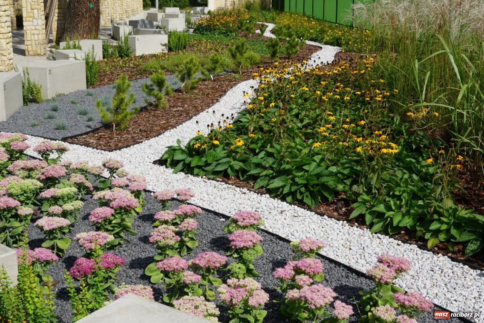 Zdjęcie w galerii na portalu naszraciborz.pl: Ogródek Jordanowski coraz bardziej kolorowy [FOTO]  wiadomości z regionu