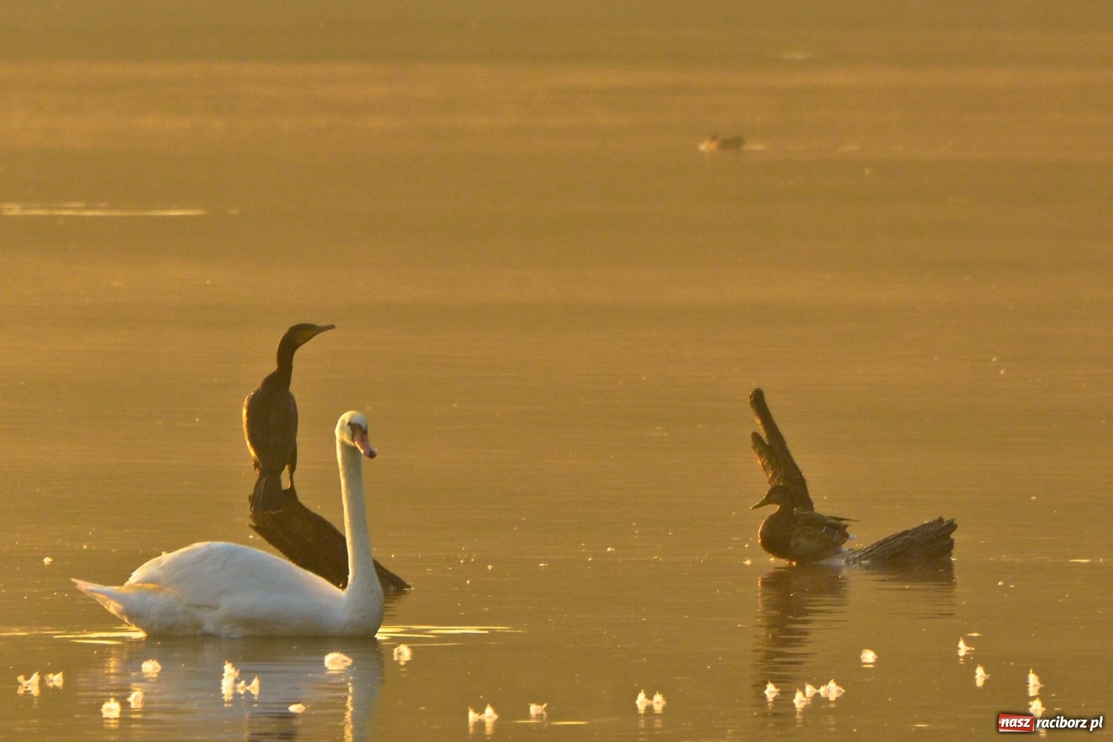 Zdjęcie w galerii na portalu naszraciborz.pl: Dzień Krajobrazu 2019. Leśnicy zapraszają na spacer po Łężczoku wiadomości z regionu