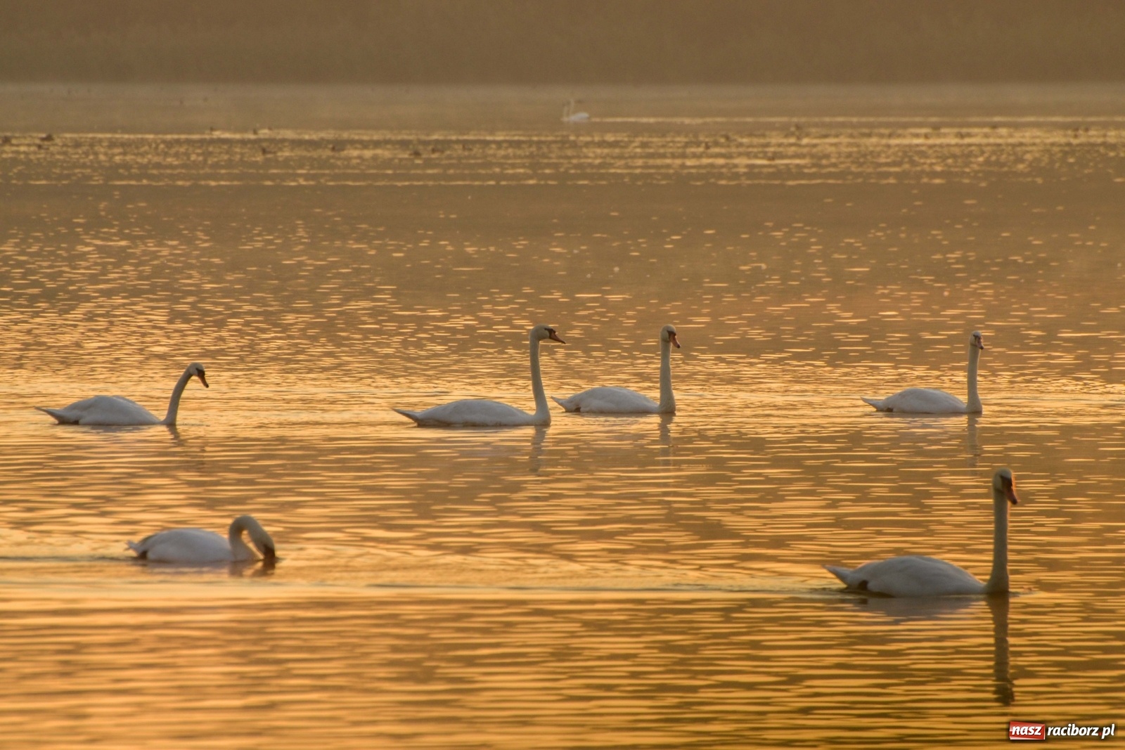 Zdjęcie w galerii na portalu naszraciborz.pl: Dzień Krajobrazu 2019. Leśnicy zapraszają na spacer po Łężczoku wiadomości z regionu