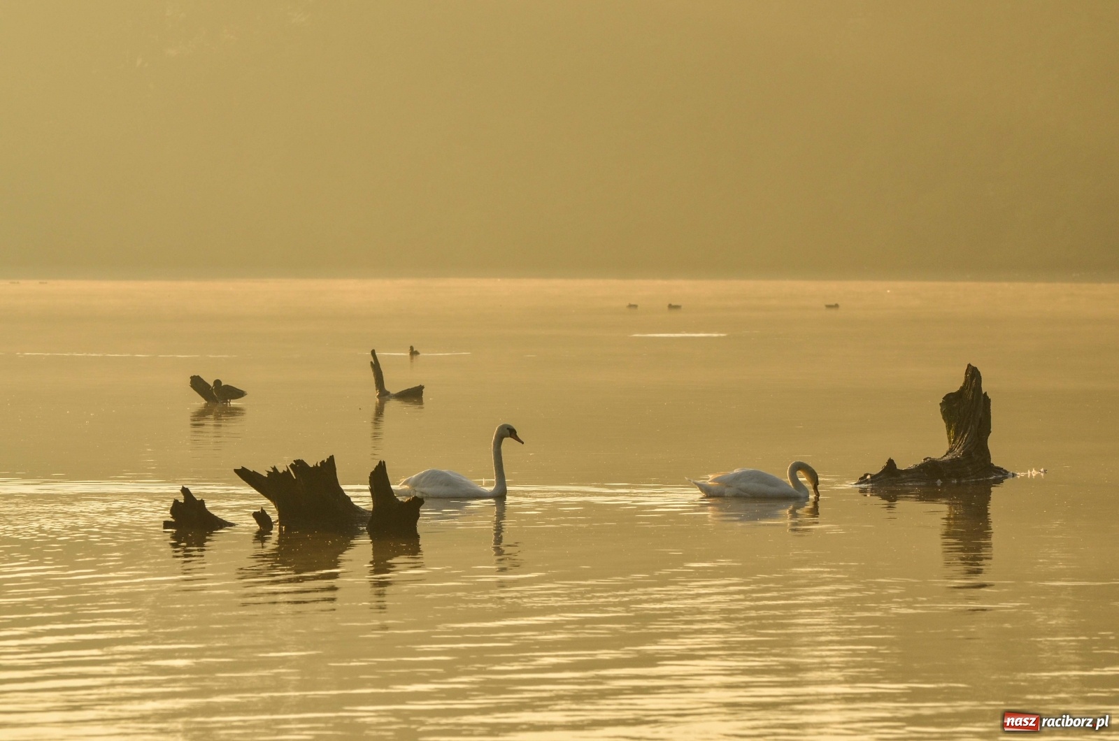 Zdjęcie w galerii na portalu naszraciborz.pl: Dzień Krajobrazu 2019. Leśnicy zapraszają na spacer po Łężczoku wiadomości z regionu