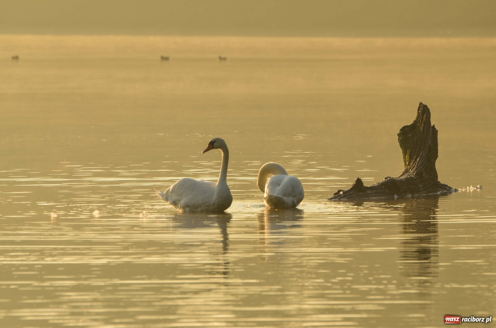 Zdjęcie w galerii na portalu naszraciborz.pl: Dzień Krajobrazu 2019. Leśnicy zapraszają na spacer po Łężczoku wiadomości z regionu