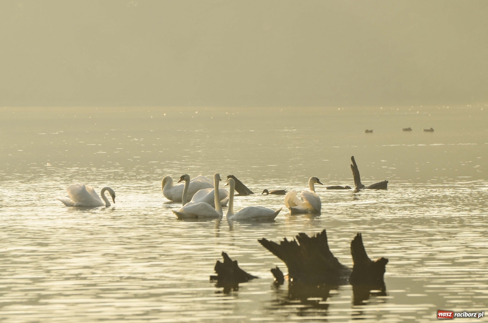 Zdjęcie w galerii na portalu naszraciborz.pl: Dzień Krajobrazu 2019. Leśnicy zapraszają na spacer po Łężczoku wiadomości z regionu