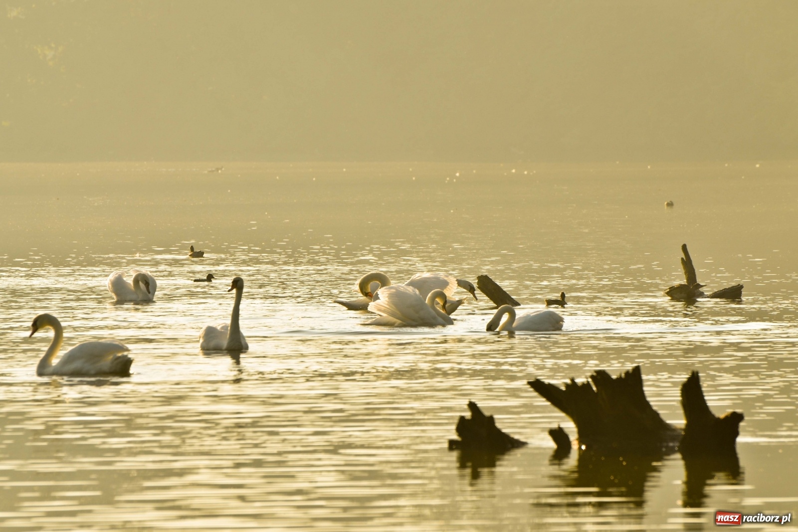 Zdjęcie w galerii na portalu naszraciborz.pl: Dzień Krajobrazu 2019. Leśnicy zapraszają na spacer po Łężczoku wiadomości z regionu