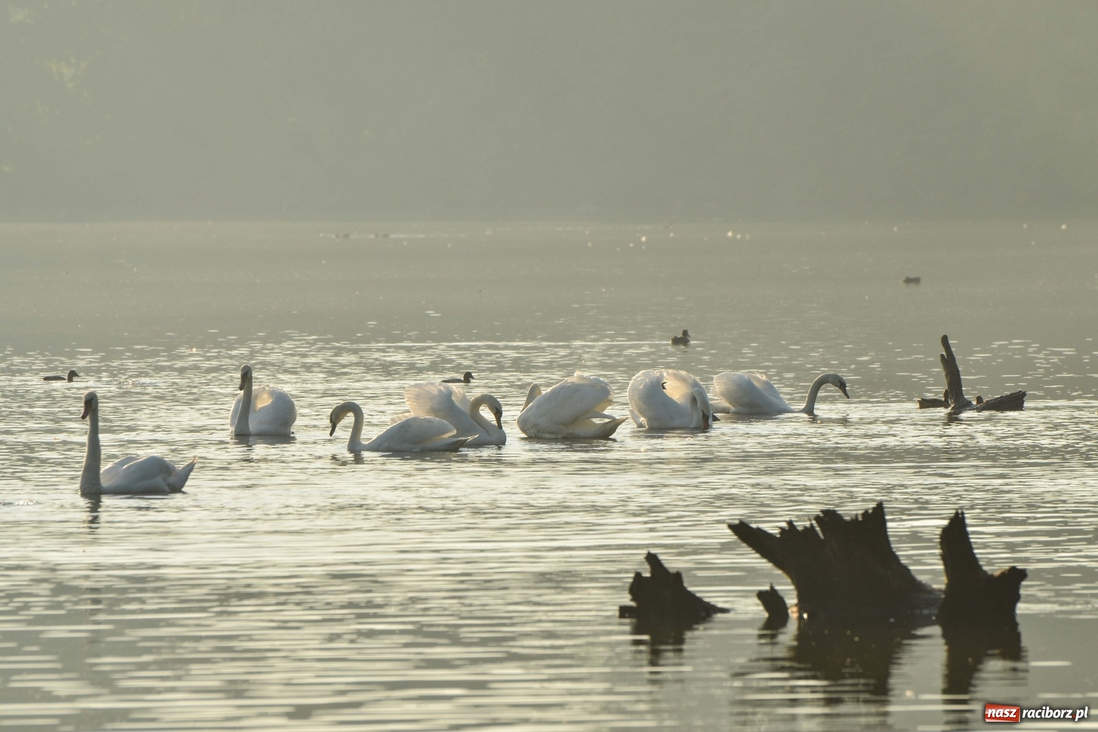 Zdjęcie w galerii na portalu naszraciborz.pl: Dzień Krajobrazu 2019. Leśnicy zapraszają na spacer po Łężczoku wiadomości z regionu