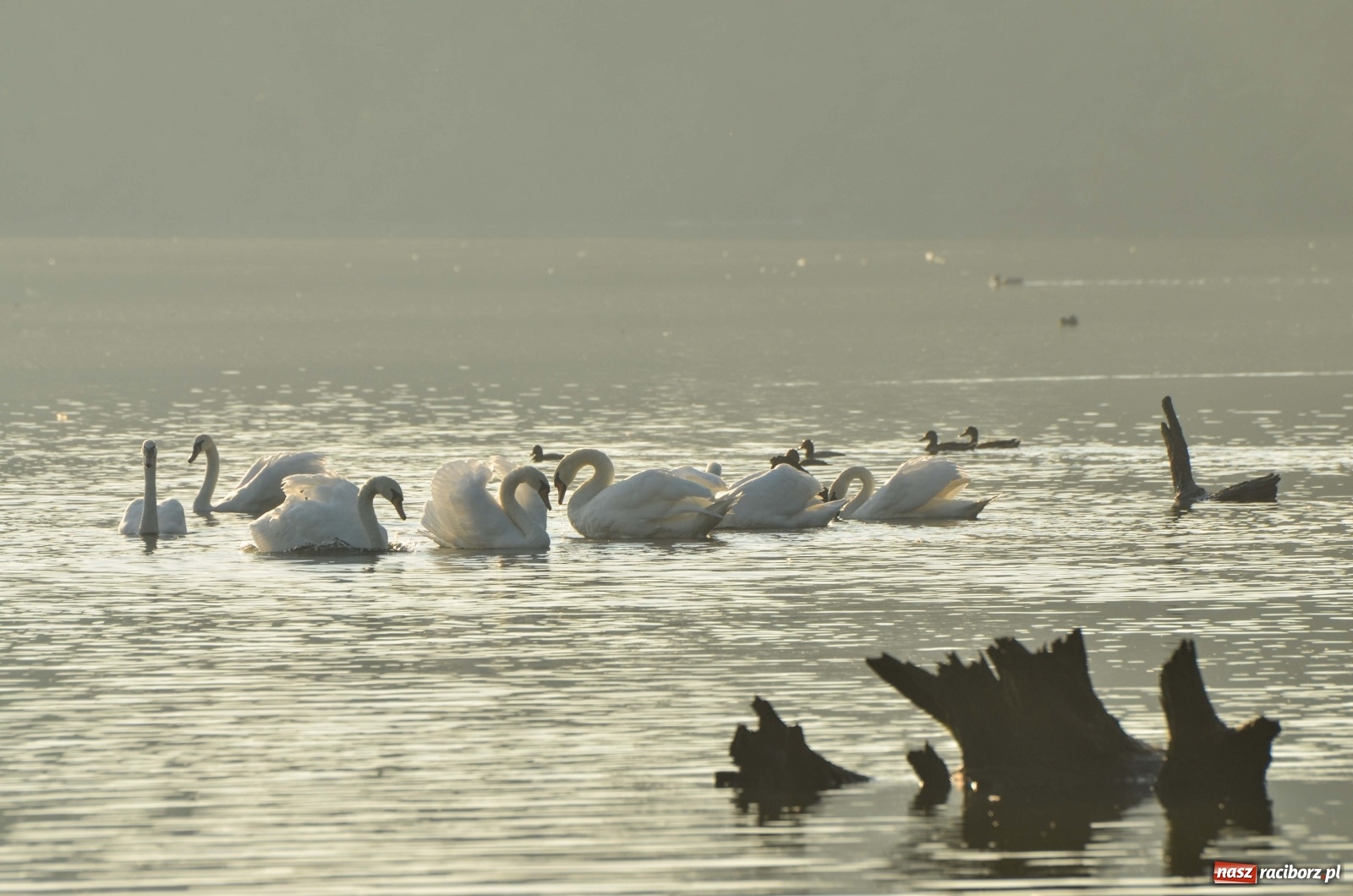 Zdjęcie w galerii na portalu naszraciborz.pl: Dzień Krajobrazu 2019. Leśnicy zapraszają na spacer po Łężczoku wiadomości z regionu