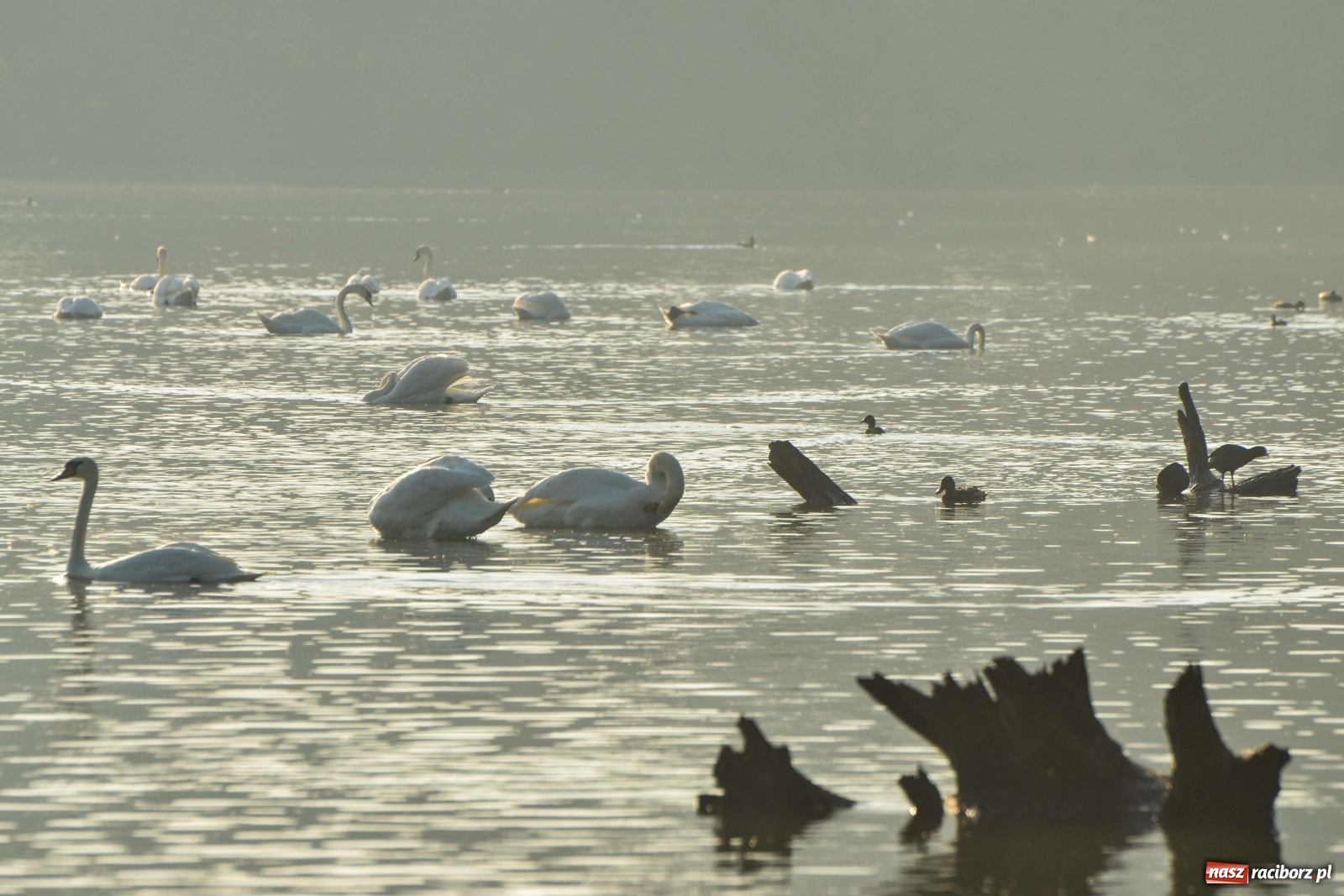Zdjęcie w galerii na portalu naszraciborz.pl: Dzień Krajobrazu 2019. Leśnicy zapraszają na spacer po Łężczoku wiadomości z regionu