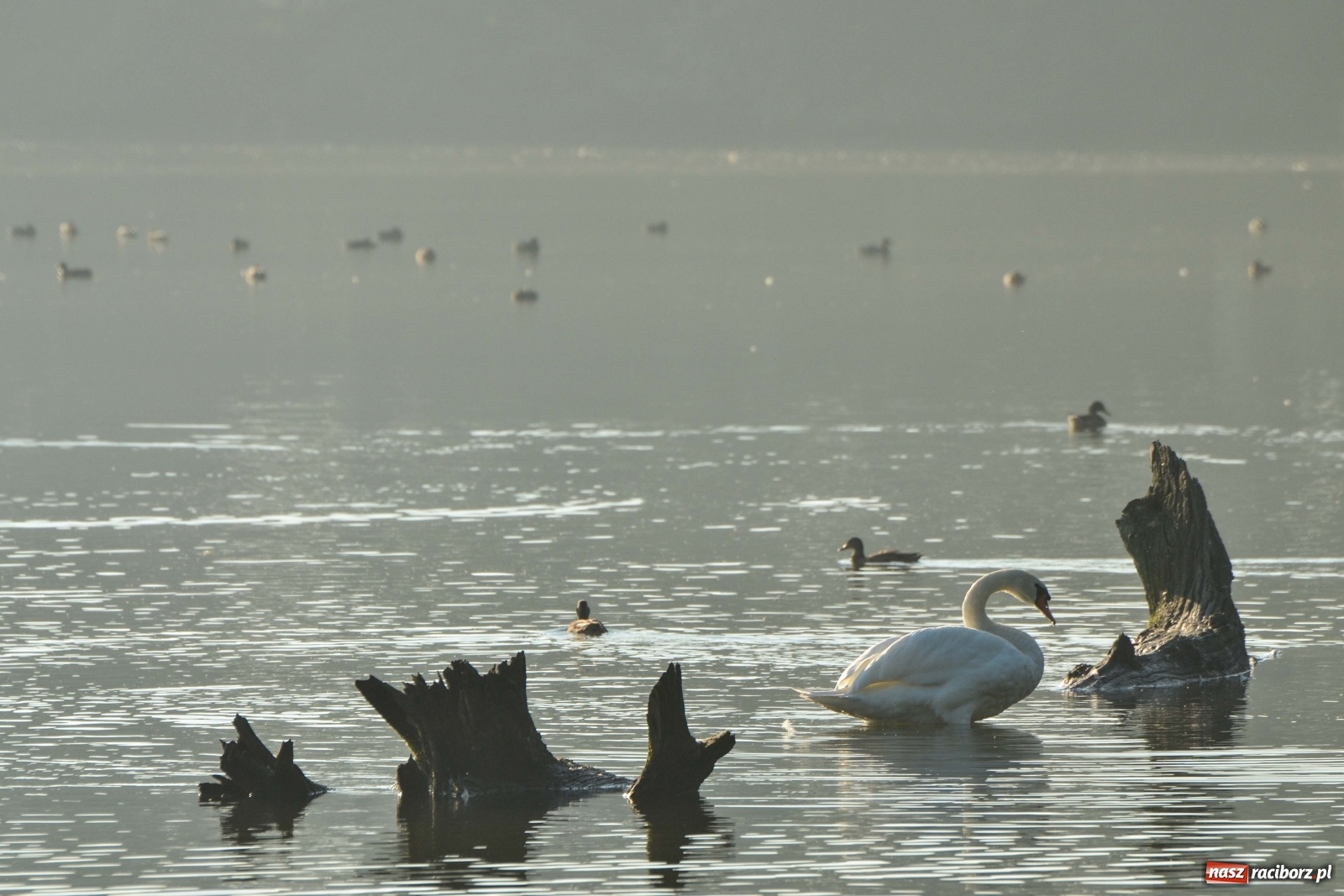 Zdjęcie w galerii na portalu naszraciborz.pl: Dzień Krajobrazu 2019. Leśnicy zapraszają na spacer po Łężczoku wiadomości z regionu