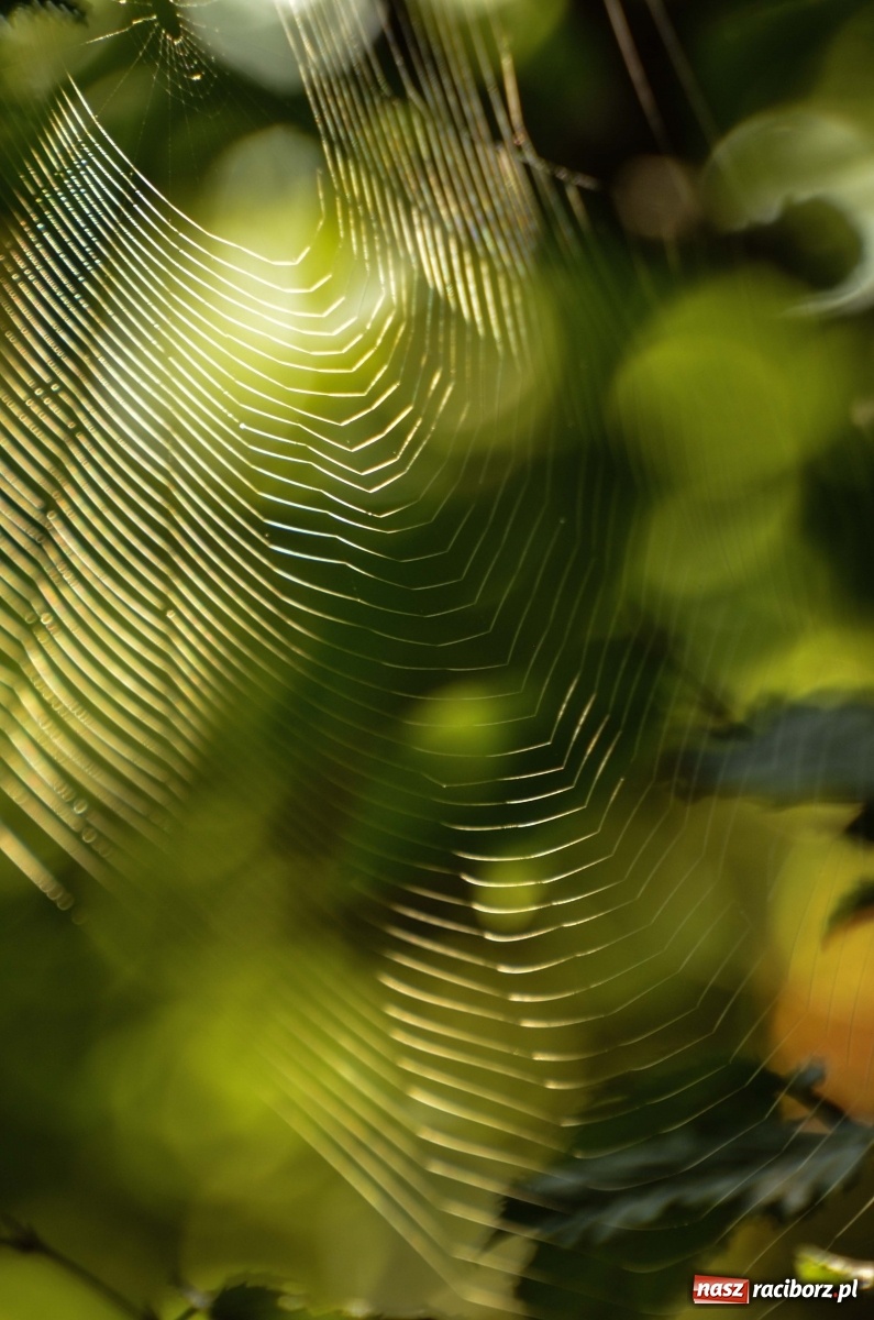Zdjęcie w galerii na portalu naszraciborz.pl: Dzień Krajobrazu 2019. Leśnicy zapraszają na spacer po Łężczoku wiadomości z regionu