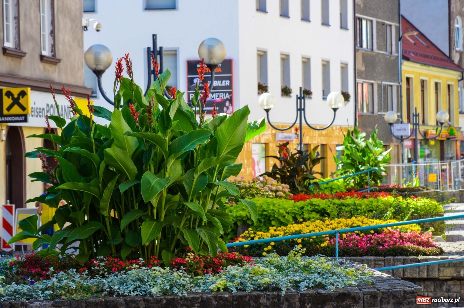 Zdjęcie w galerii na portalu naszraciborz.pl: Długa potrzebuje zastrzyku zieleni. Będzie więcej drzew! wiadomości z regionu