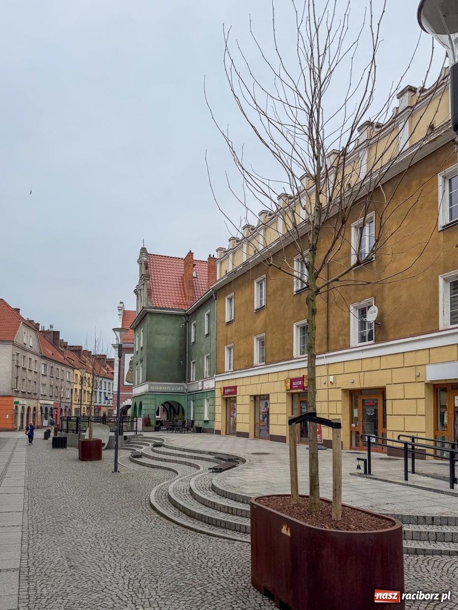 Zdjęcie w galerii na portalu naszraciborz.pl: Na Długiej pojawiły się platany. Na początek w donicach, docelowo mogą trafić do gruntu [FOTO] wiadomości z regionu