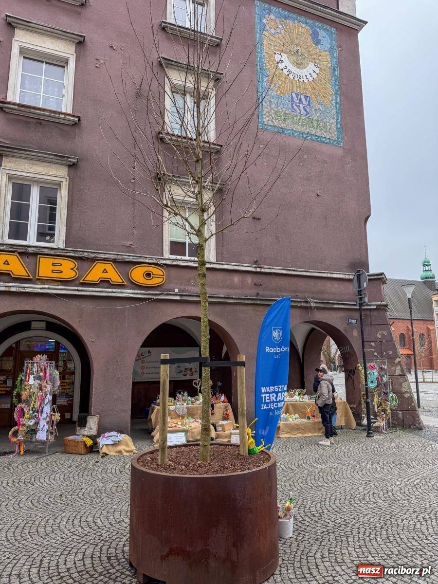 Zdjęcie w galerii na portalu naszraciborz.pl: Na Długiej pojawiły się platany. Na początek w donicach, docelowo mogą trafić do gruntu [FOTO] wiadomości z regionu