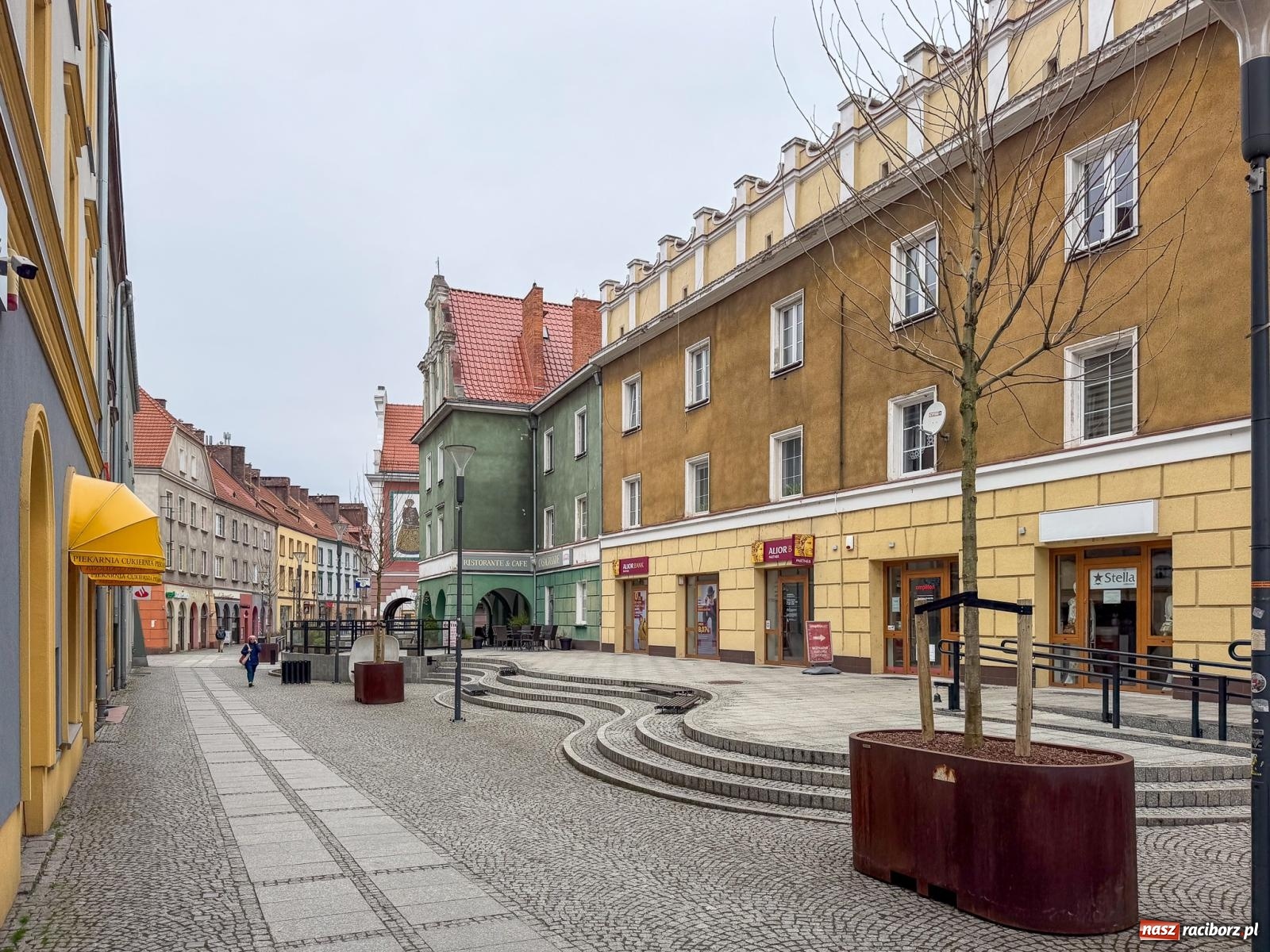 Zdjęcie w galerii na portalu naszraciborz.pl: Na Długiej pojawiły się platany. Na początek w donicach, docelowo mogą trafić do gruntu [FOTO] wiadomości z regionu