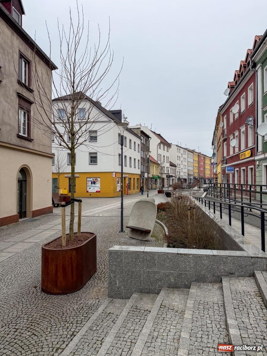 Zdjęcie w galerii na portalu naszraciborz.pl: Na Długiej pojawiły się platany. Na początek w donicach, docelowo mogą trafić do gruntu [FOTO] wiadomości z regionu