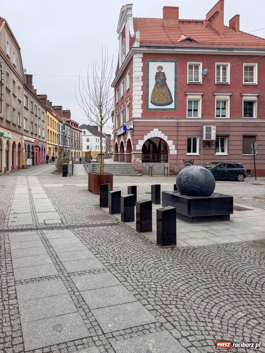 Zdjęcie w galerii na portalu naszraciborz.pl: Na Długiej pojawiły się platany. Na początek w donicach, docelowo mogą trafić do gruntu [FOTO] wiadomości z regionu