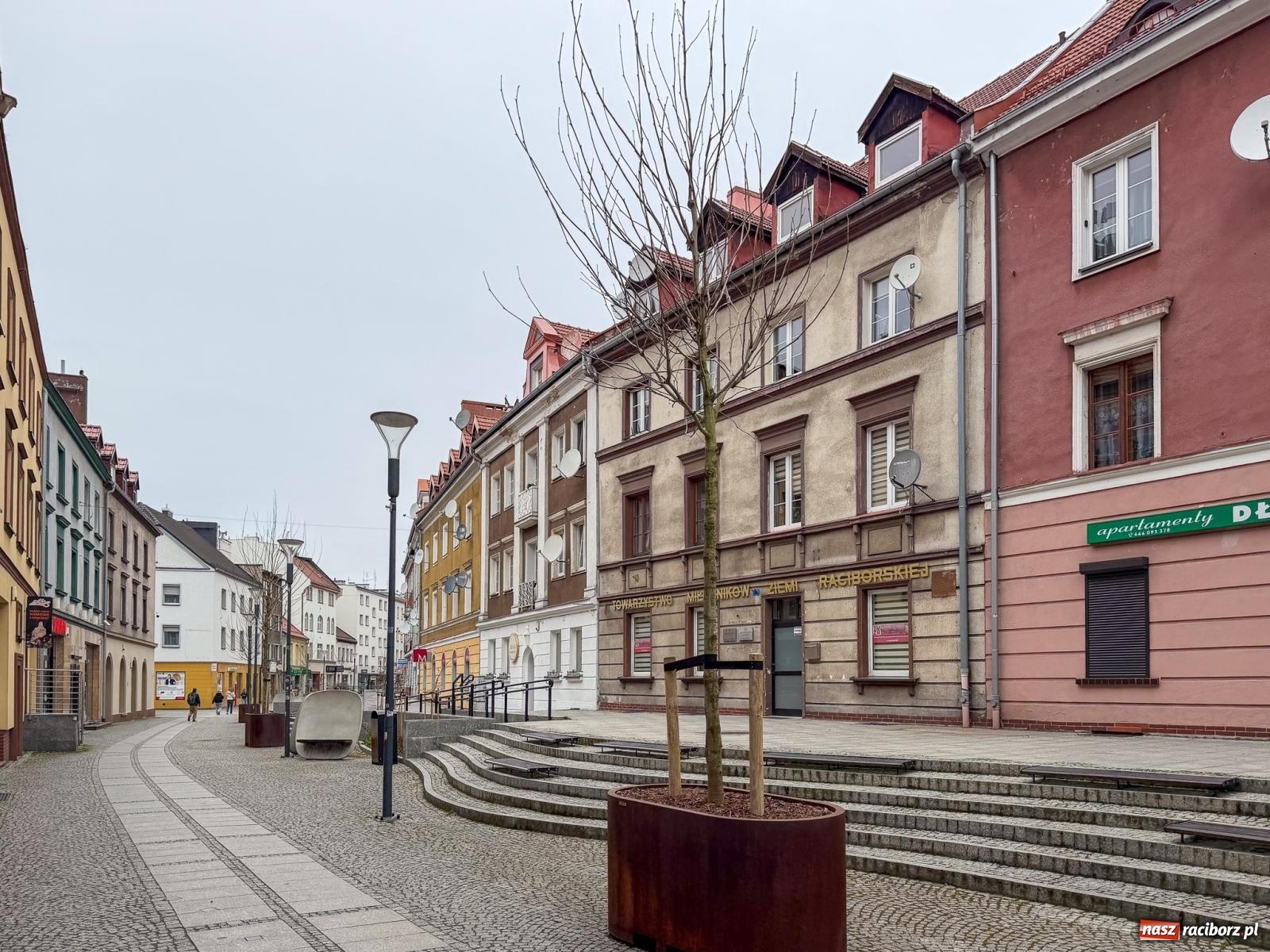 Zdjęcie w galerii na portalu naszraciborz.pl: Na Długiej pojawiły się platany. Na początek w donicach, docelowo mogą trafić do gruntu [FOTO] wiadomości z regionu