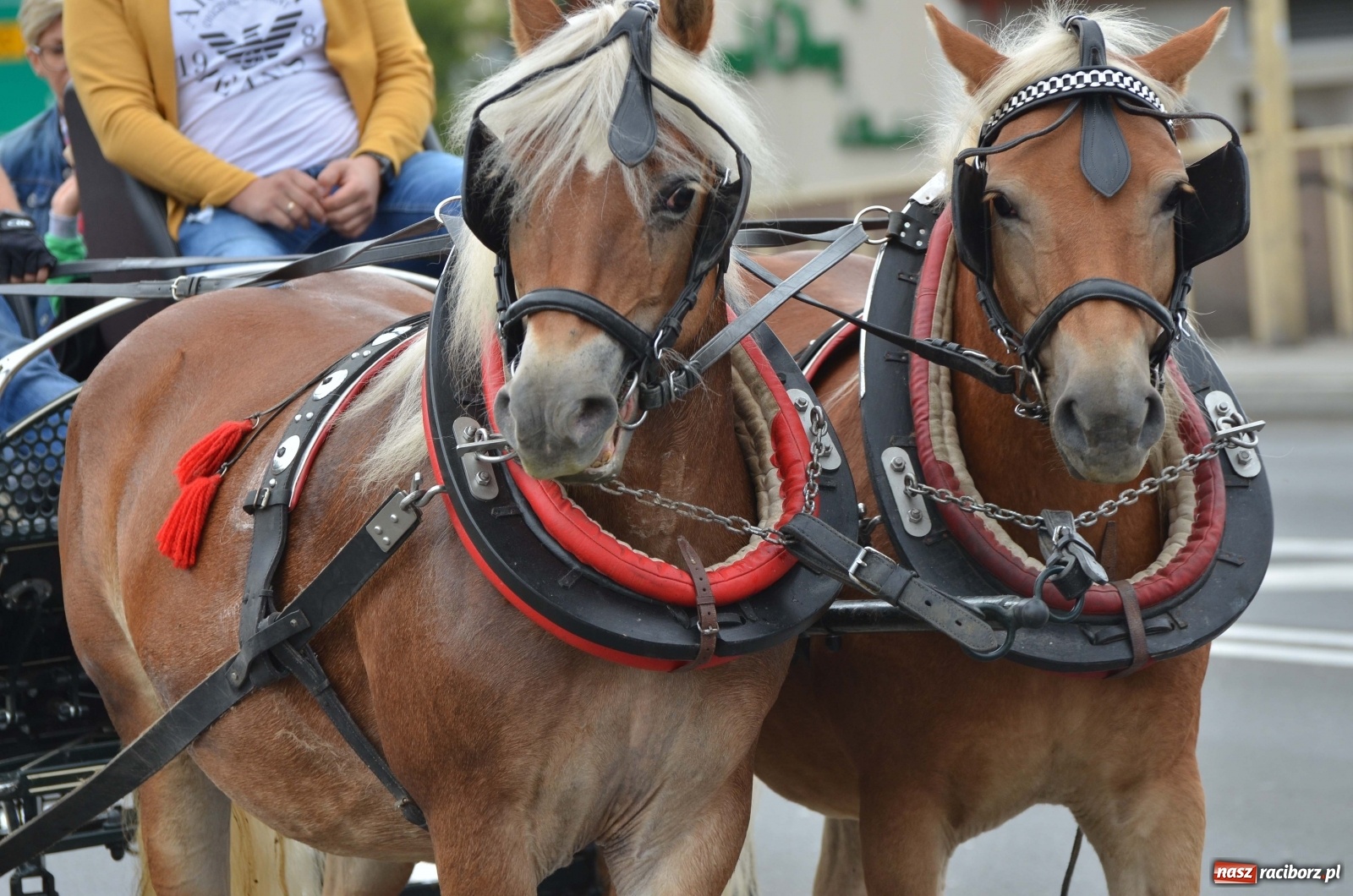 Zdjęcie w galerii na portalu naszraciborz.pl: Raciborski Hubertus 2019 [FOTO i WIDEO] wiadomości z regionu