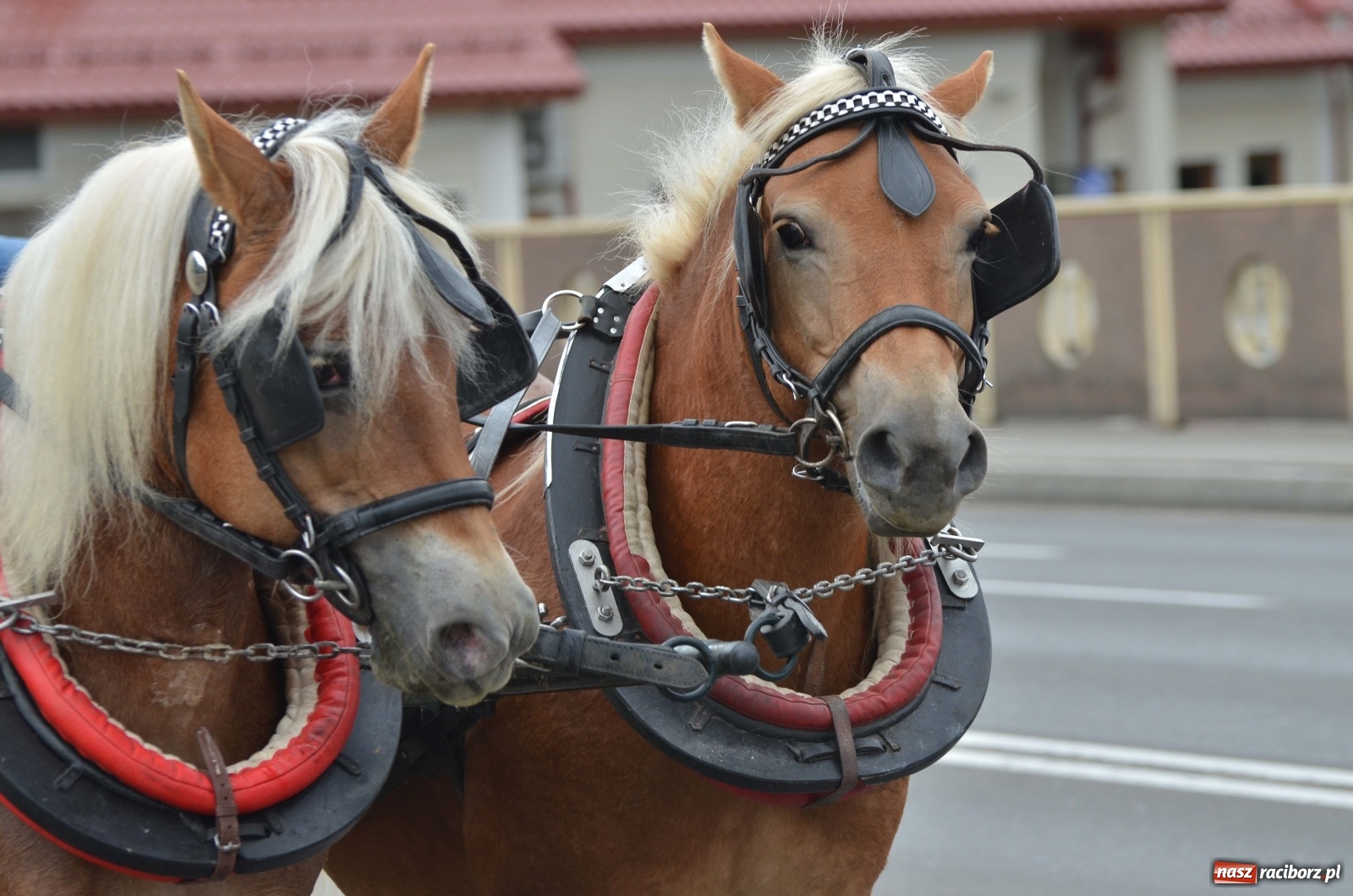 Zdjęcie w galerii na portalu naszraciborz.pl: Raciborski Hubertus 2019 [FOTO i WIDEO] wiadomości z regionu
