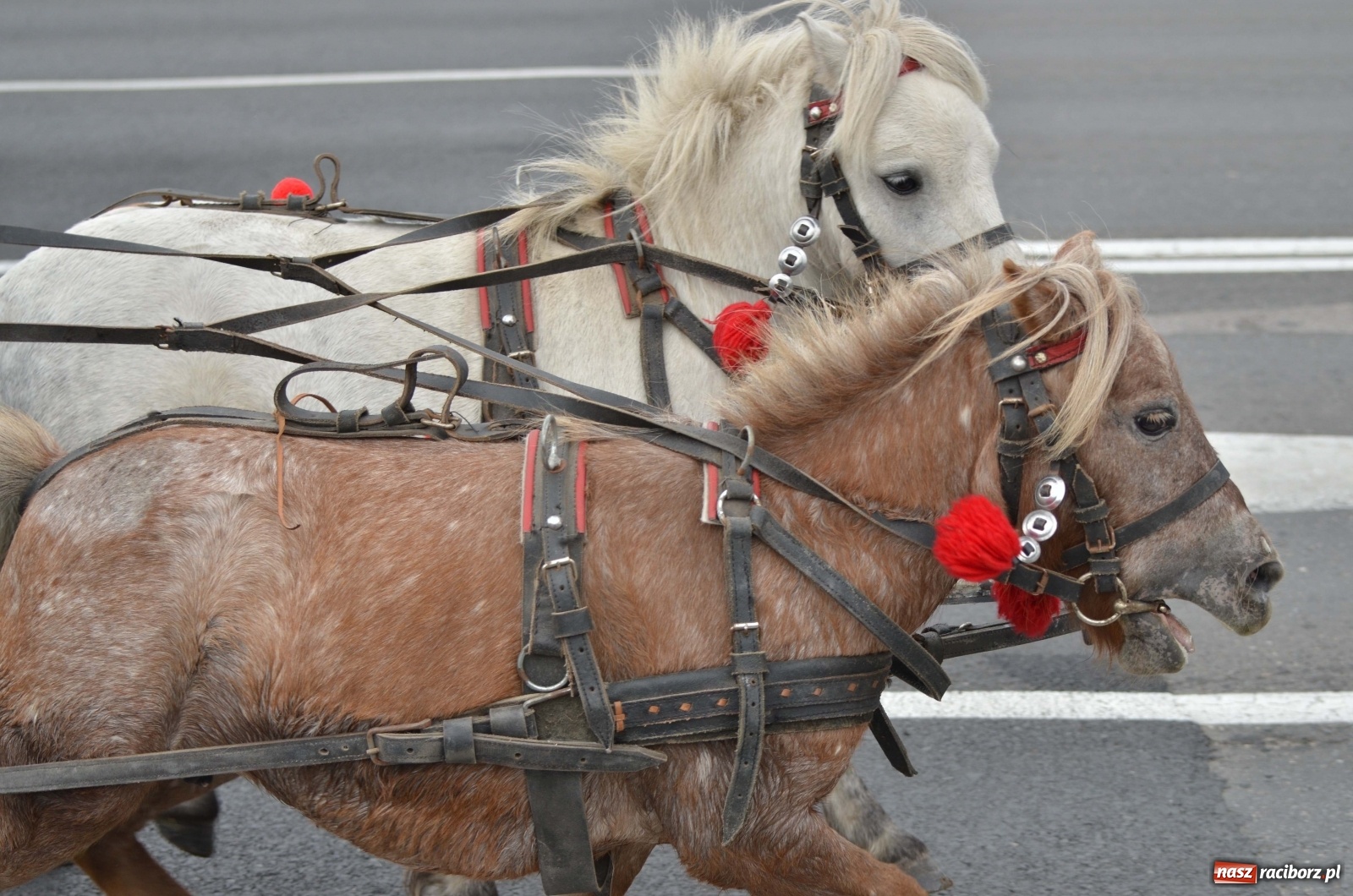 Zdjęcie w galerii na portalu naszraciborz.pl: Raciborski Hubertus 2019 [FOTO i WIDEO] wiadomości z regionu