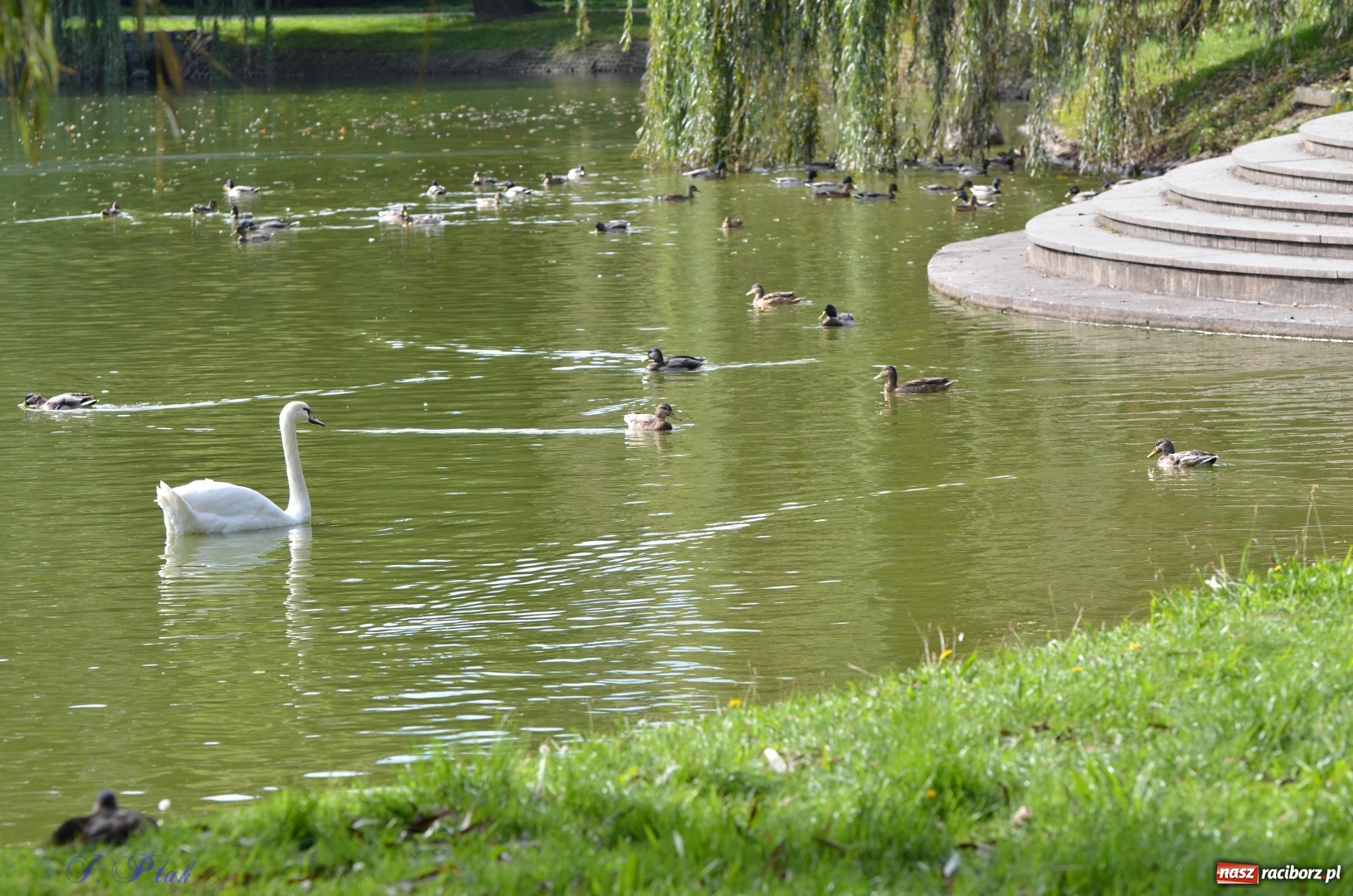 Zdjęcie w galerii na portalu naszraciborz.pl: Po zaklętym pojawił się prawdziwy [FOTO]  wiadomości z regionu