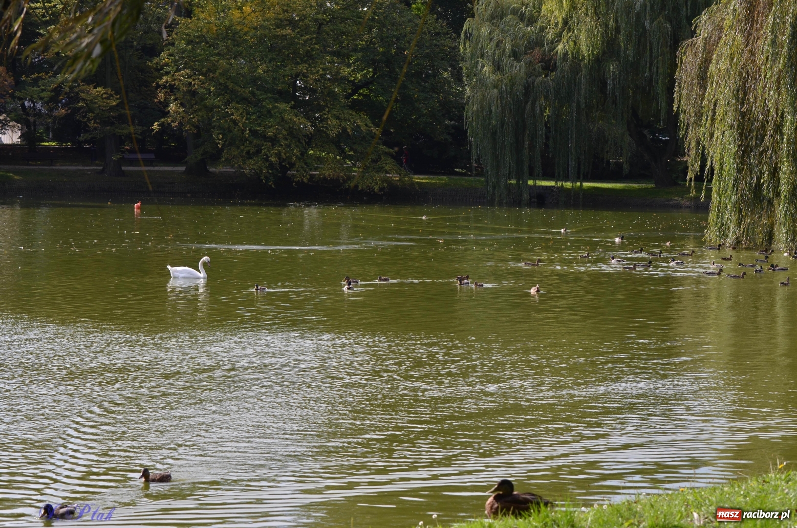 Zdjęcie w galerii na portalu naszraciborz.pl: Po zaklętym pojawił się prawdziwy [FOTO]  wiadomości z regionu