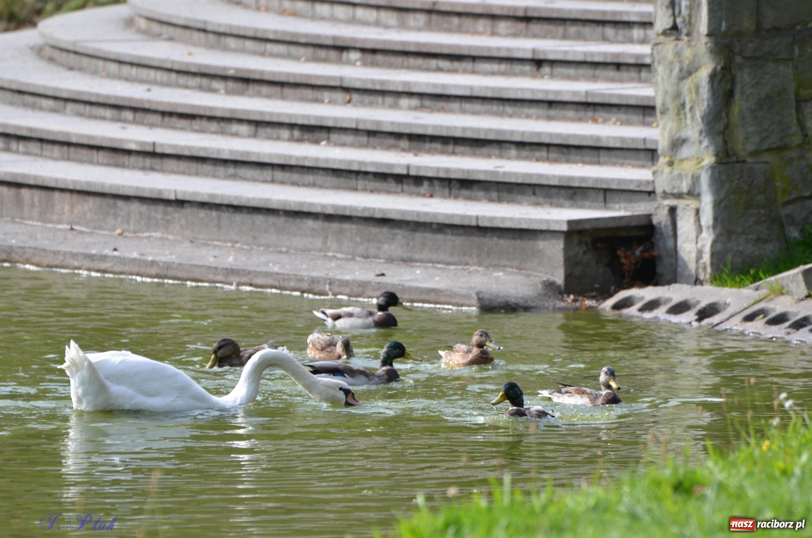 Zdjęcie w galerii na portalu naszraciborz.pl: Po zaklętym pojawił się prawdziwy [FOTO]  wiadomości z regionu