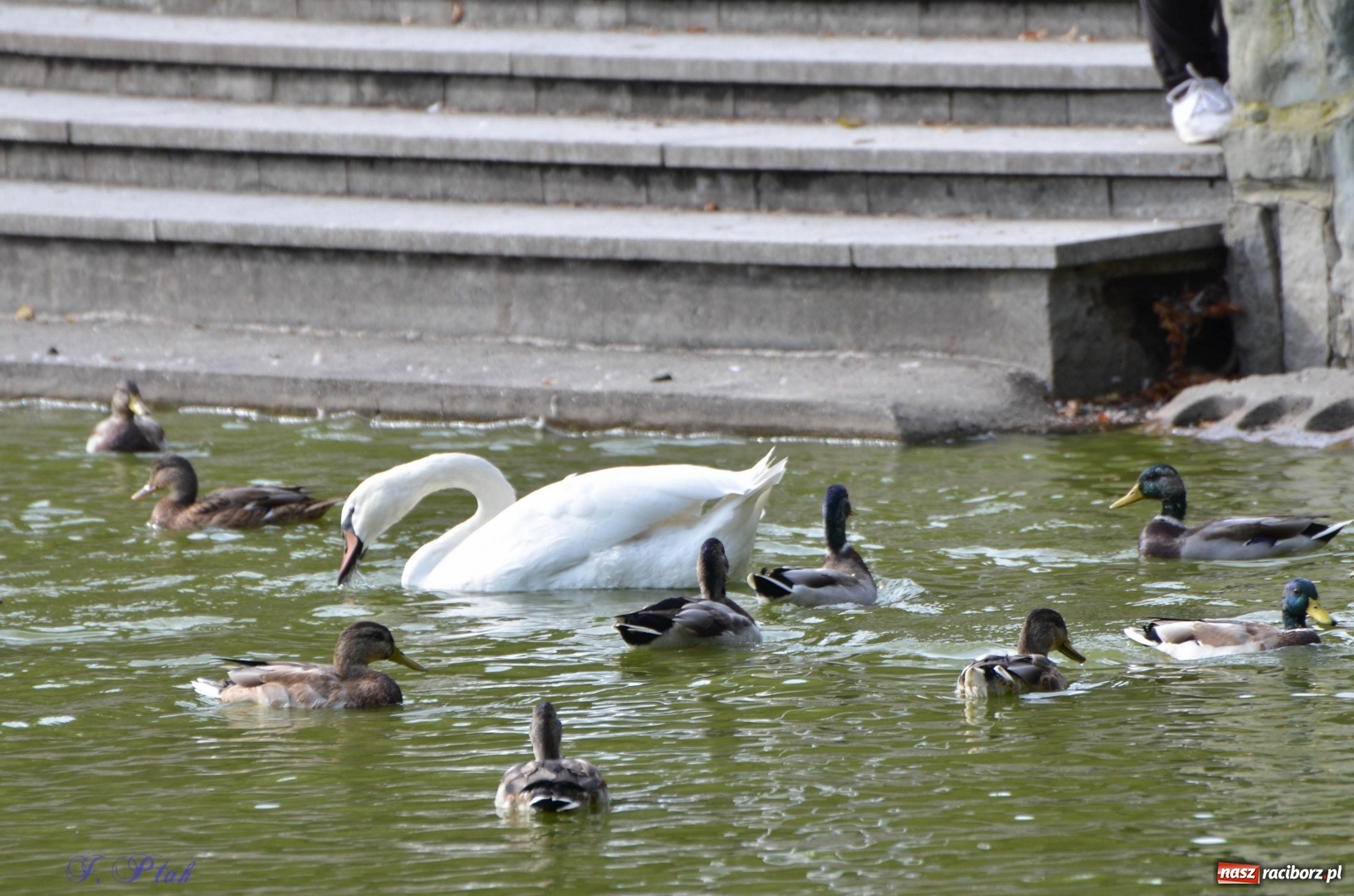 Zdjęcie w galerii na portalu naszraciborz.pl: Po zaklętym pojawił się prawdziwy [FOTO]  wiadomości z regionu