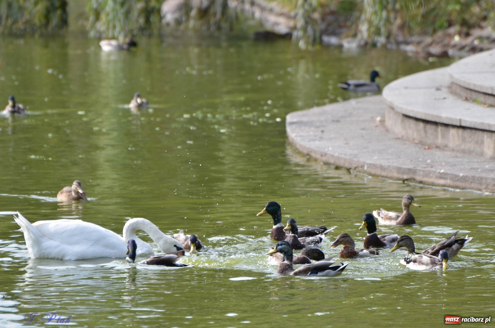 Zdjęcie w galerii na portalu naszraciborz.pl: Po zaklętym pojawił się prawdziwy [FOTO]  wiadomości z regionu