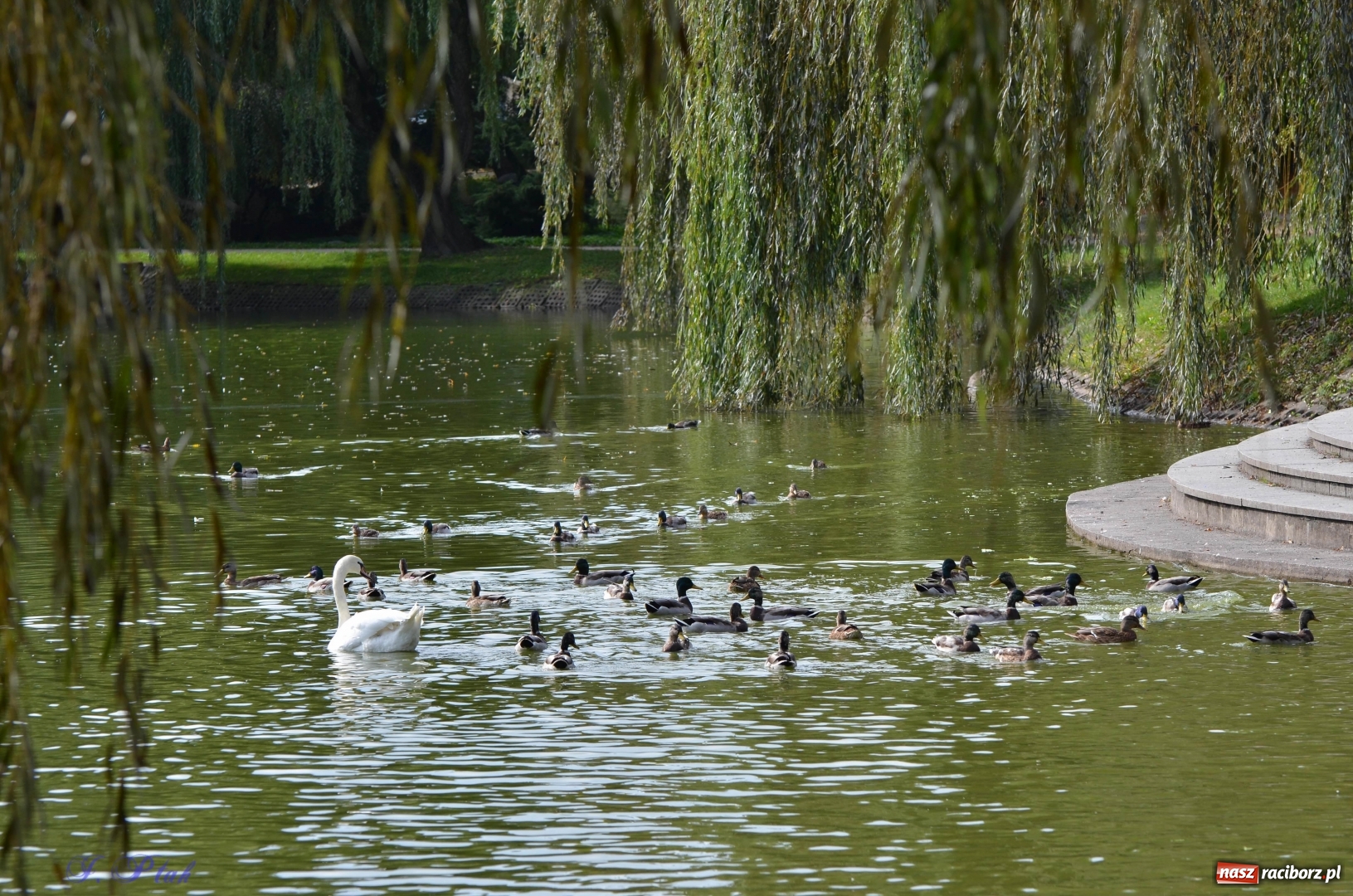Zdjęcie w galerii na portalu naszraciborz.pl: Po zaklętym pojawił się prawdziwy [FOTO]  wiadomości z regionu