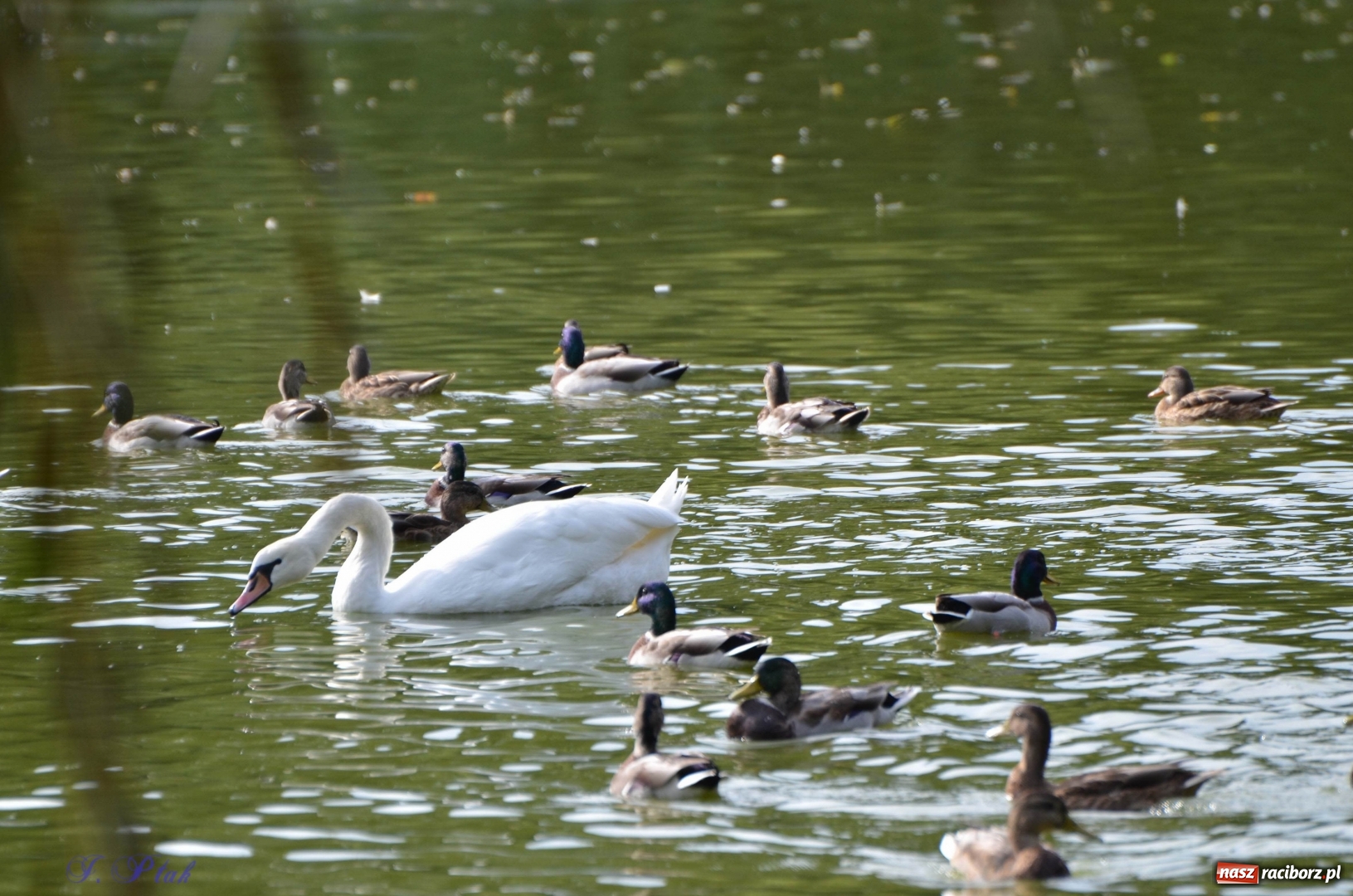 Zdjęcie w galerii na portalu naszraciborz.pl: Po zaklętym pojawił się prawdziwy [FOTO]  wiadomości z regionu