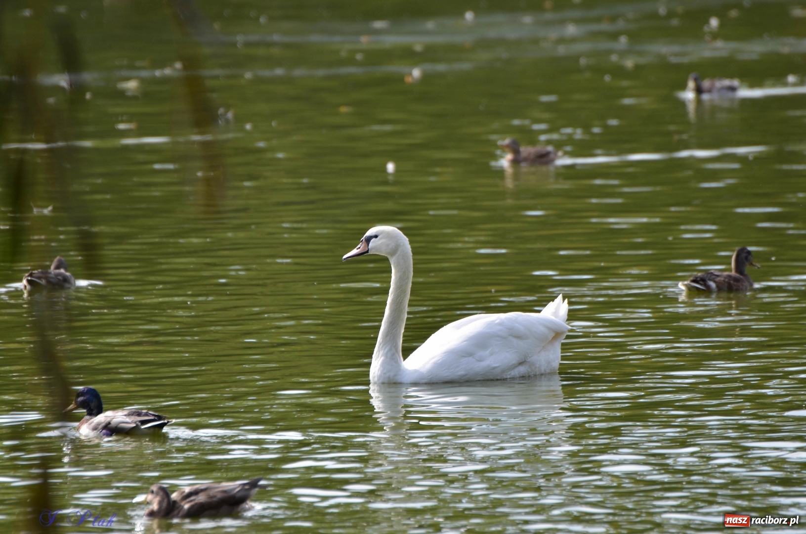 Zdjęcie w galerii na portalu naszraciborz.pl: Po zaklętym pojawił się prawdziwy [FOTO]  wiadomości z regionu