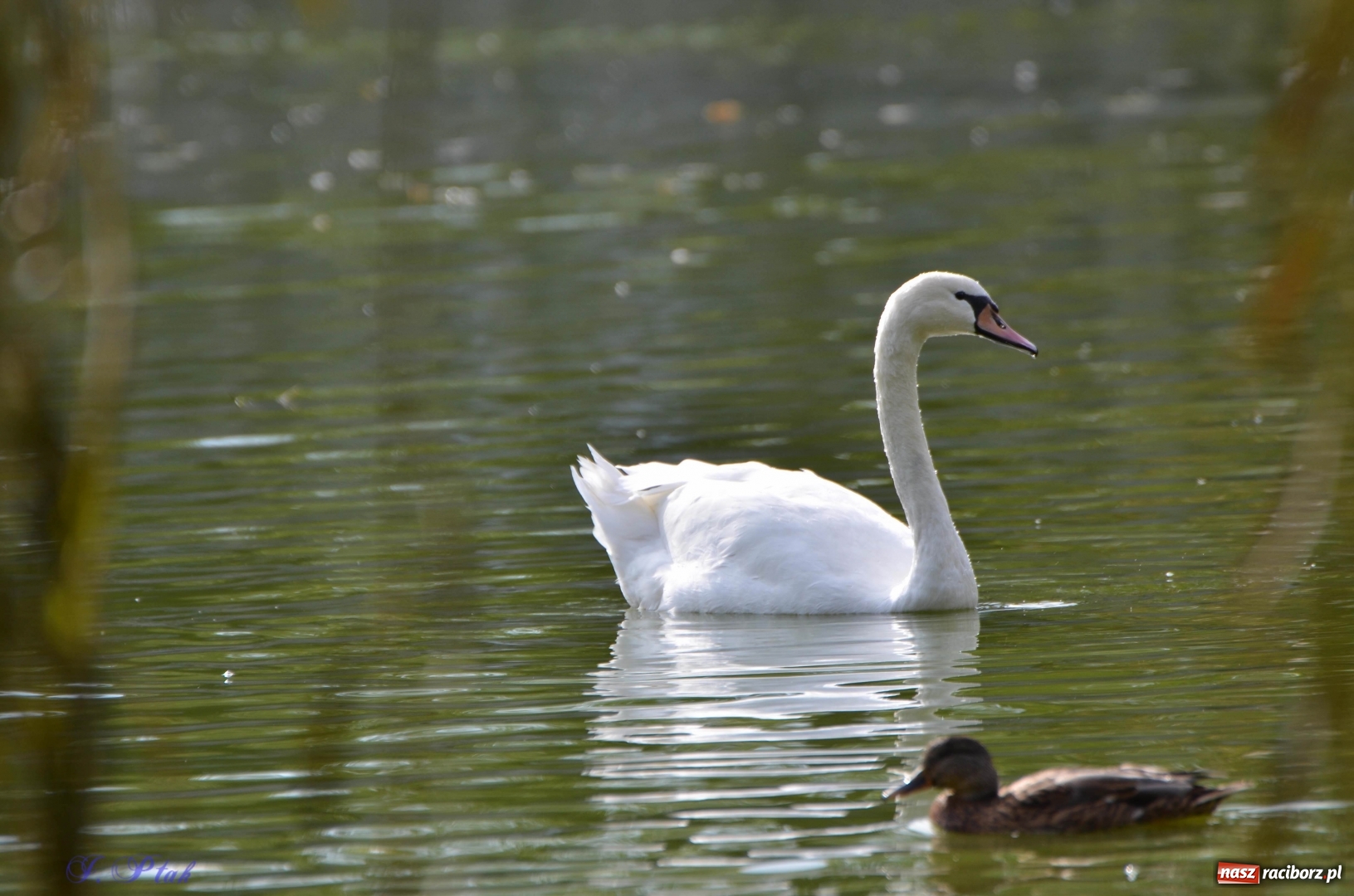 Zdjęcie w galerii na portalu naszraciborz.pl: Po zaklętym pojawił się prawdziwy [FOTO]  wiadomości z regionu