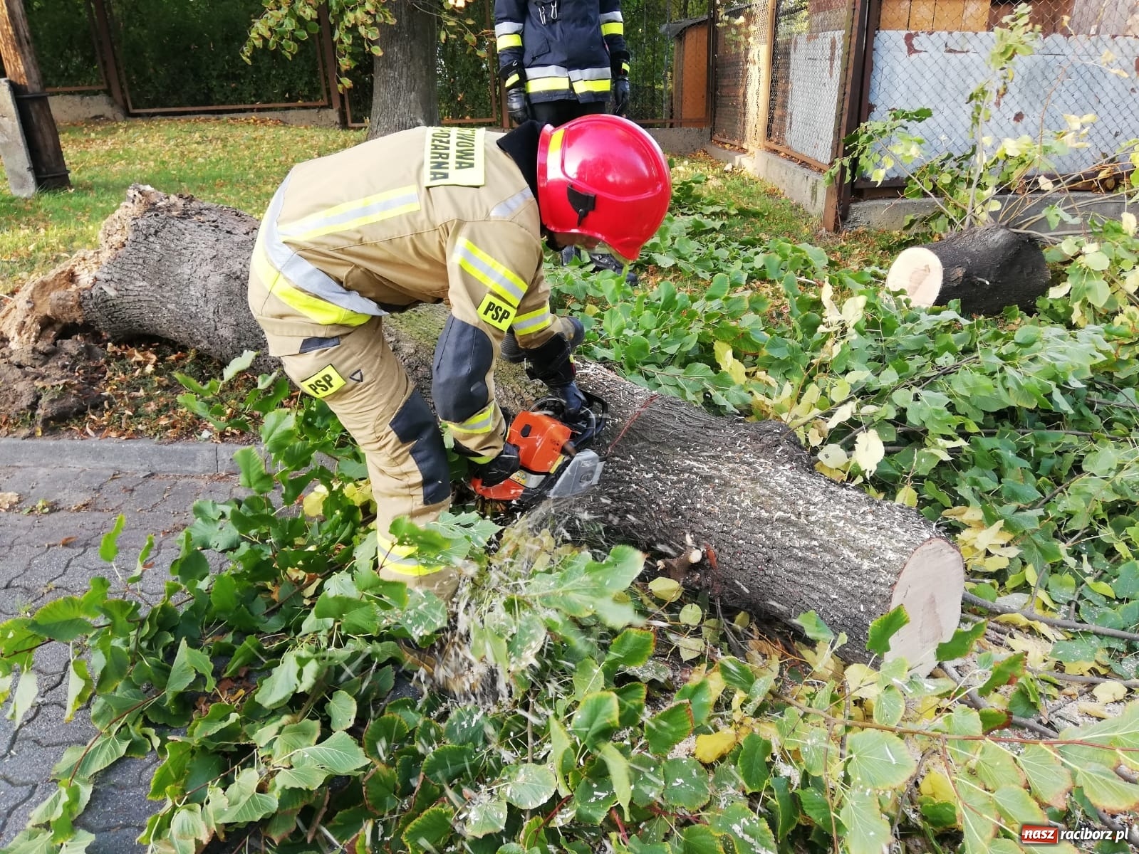 Zdjęcie w galerii na portalu naszraciborz.pl: Wichura powaliła drzewa w Raciborzu [FOTO] wiadomości z regionu