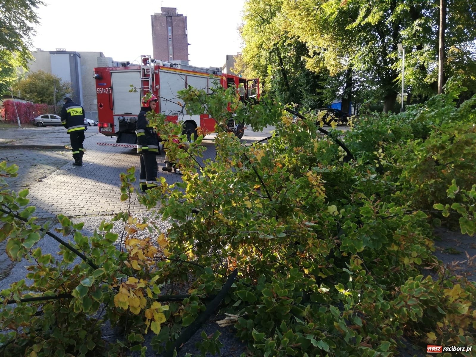 Zdjęcie w galerii na portalu naszraciborz.pl: Wichura powaliła drzewa w Raciborzu [FOTO] wiadomości z regionu