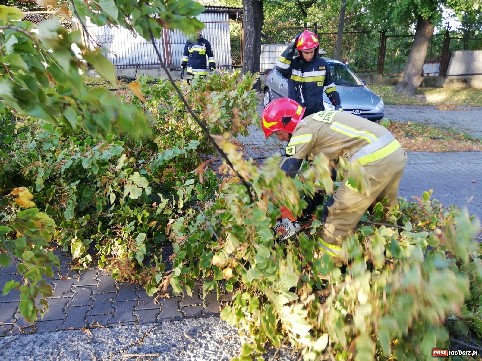 Zdjęcie w galerii na portalu naszraciborz.pl: Wichura powaliła drzewa w Raciborzu [FOTO] wiadomości z regionu