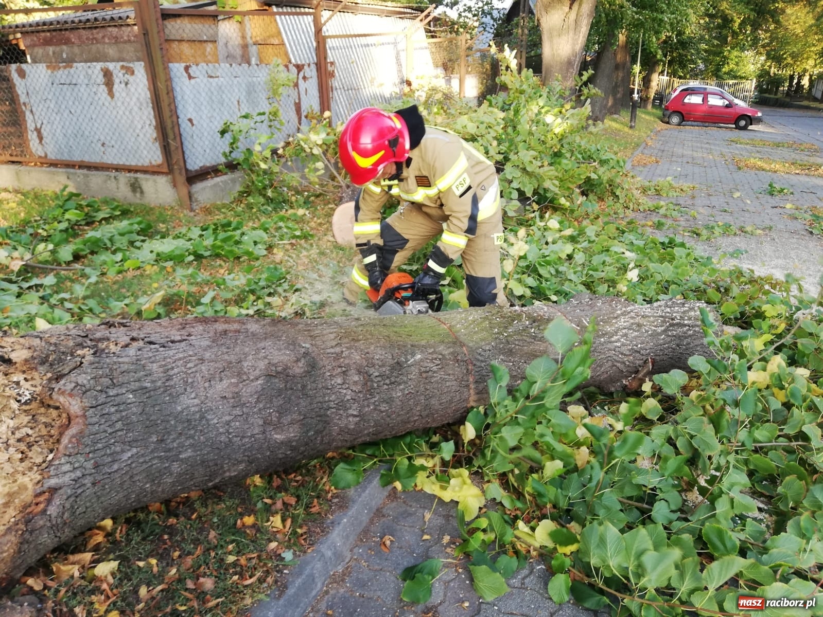 Zdjęcie w galerii na portalu naszraciborz.pl: Wichura powaliła drzewa w Raciborzu [FOTO] wiadomości z regionu