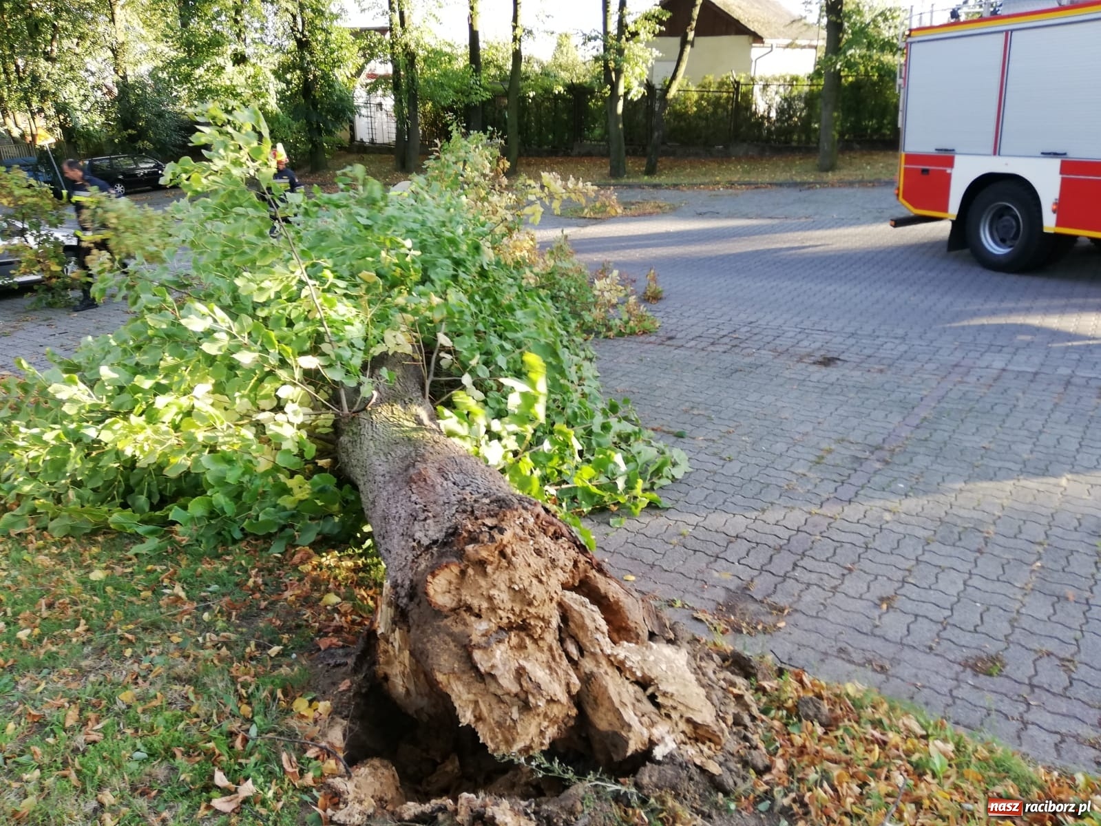 Zdjęcie w galerii na portalu naszraciborz.pl: Wichura powaliła drzewa w Raciborzu [FOTO] wiadomości z regionu