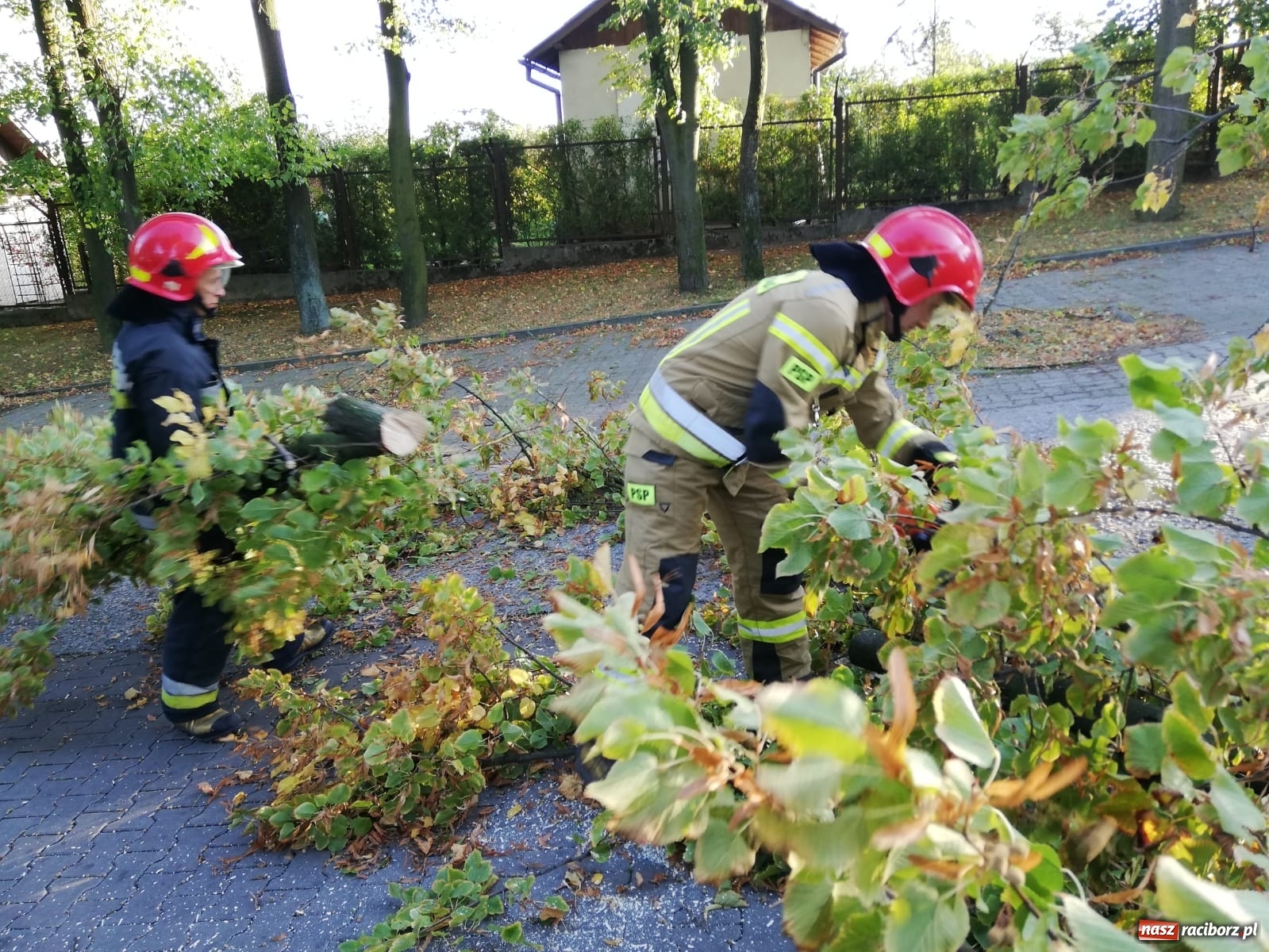 Zdjęcie w galerii na portalu naszraciborz.pl: Wichura powaliła drzewa w Raciborzu [FOTO] wiadomości z regionu