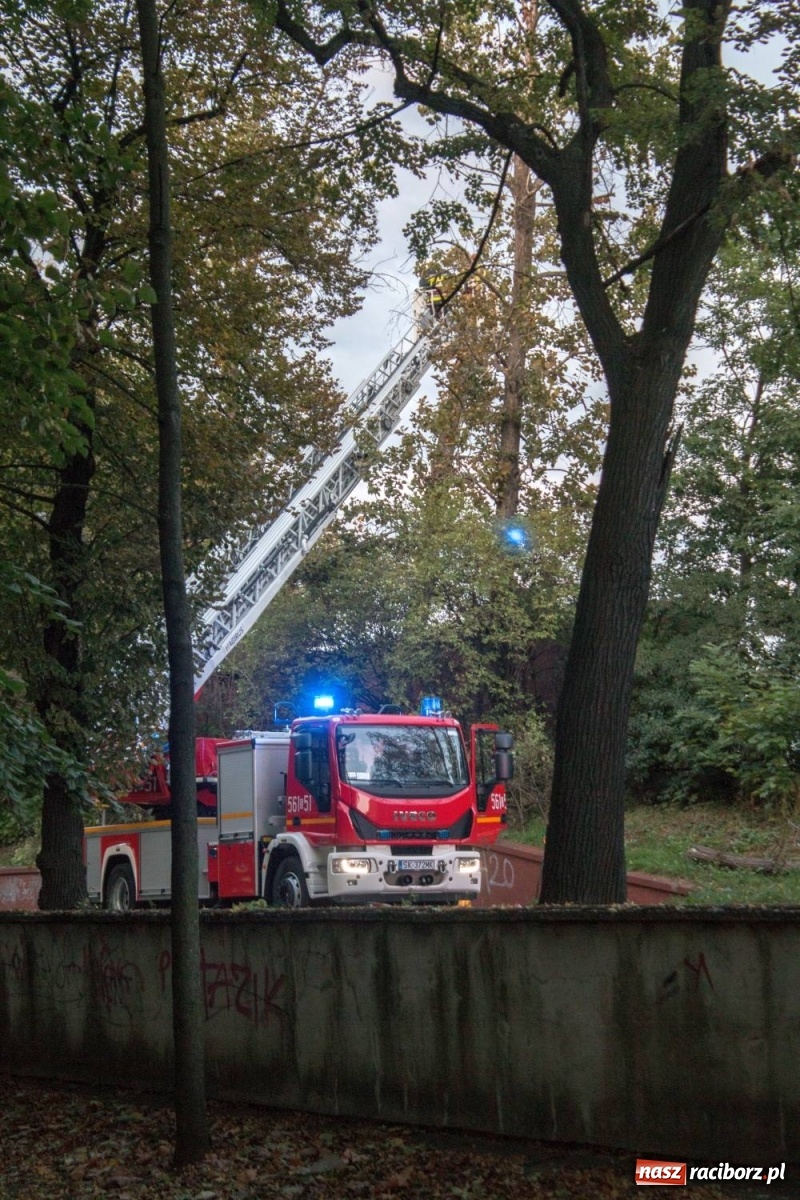 Zdjęcie w galerii na portalu naszraciborz.pl: Wichura powaliła drzewa w Raciborzu [FOTO] wiadomości z regionu