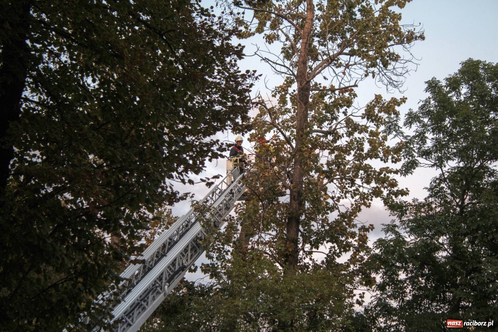 Zdjęcie w galerii na portalu naszraciborz.pl: Wichura powaliła drzewa w Raciborzu [FOTO] wiadomości z regionu