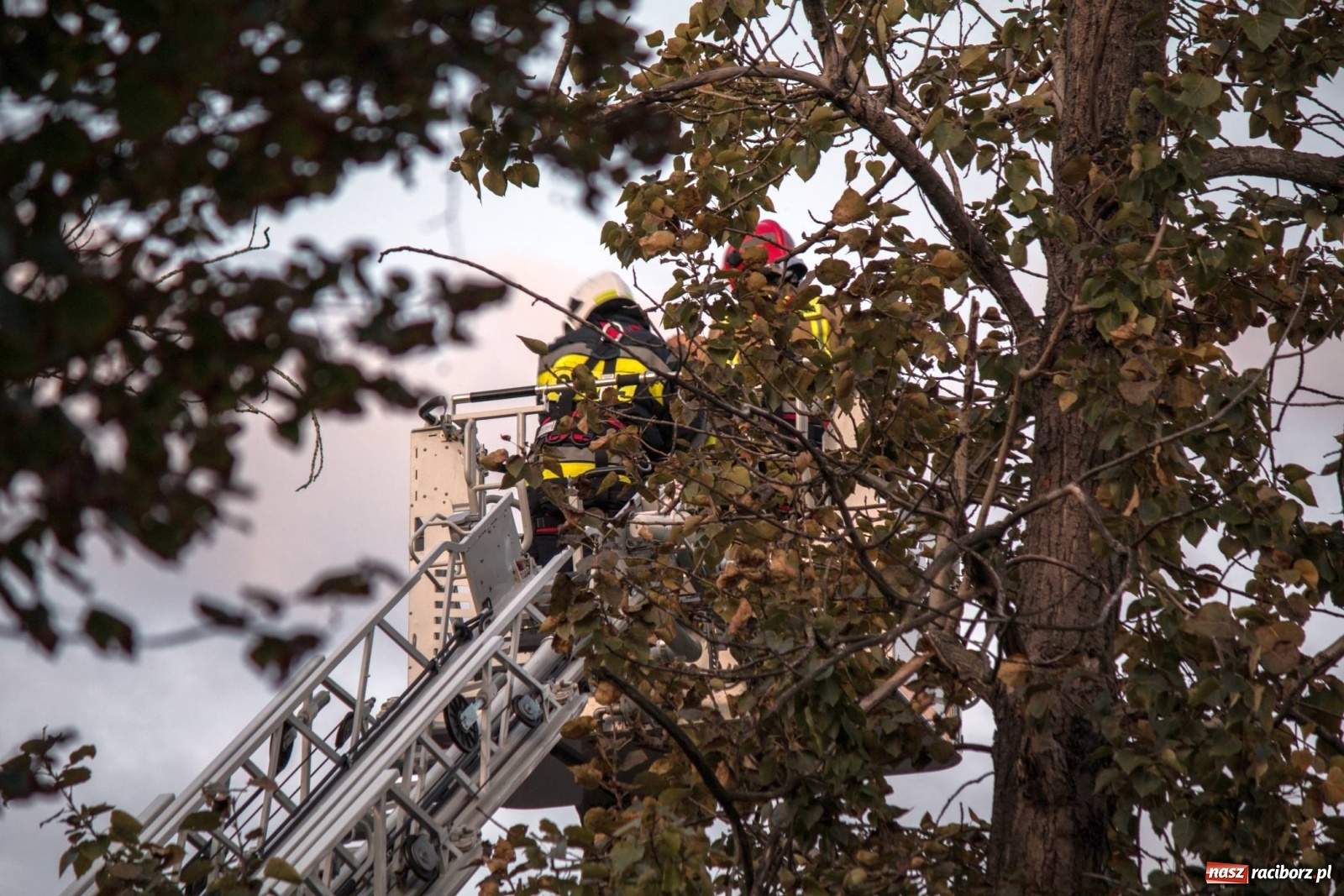 Zdjęcie w galerii na portalu naszraciborz.pl: Wichura powaliła drzewa w Raciborzu [FOTO] wiadomości z regionu