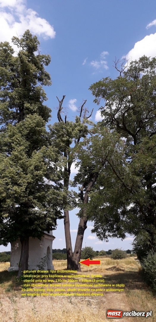 Zdjęcie w galerii na portalu naszraciborz.pl: Miasto zleci wycinkę drzew zagrażających bezpieczeństwu wiadomości z regionu