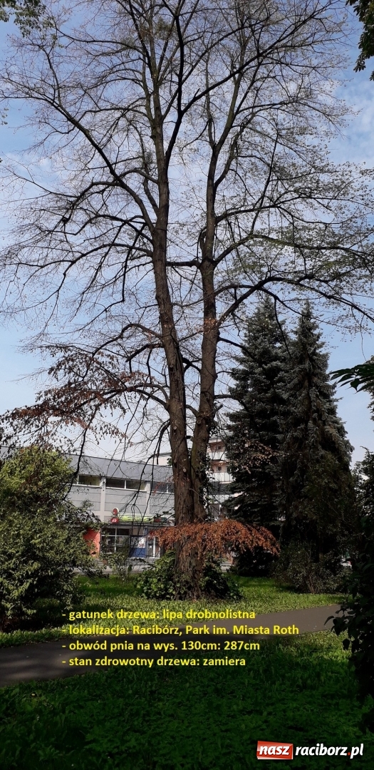Zdjęcie w galerii na portalu naszraciborz.pl: Miasto zleci wycinkę drzew zagrażających bezpieczeństwu wiadomości z regionu