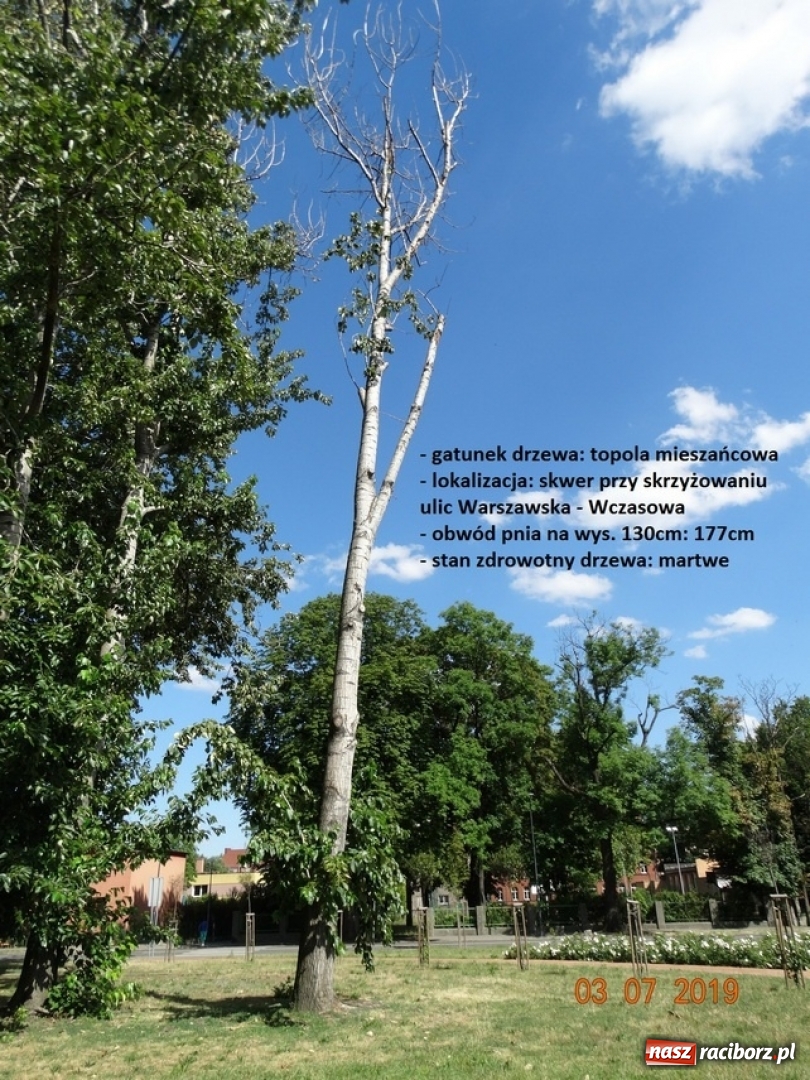 Zdjęcie w galerii na portalu naszraciborz.pl: Miasto zleci wycinkę drzew zagrażających bezpieczeństwu wiadomości z regionu