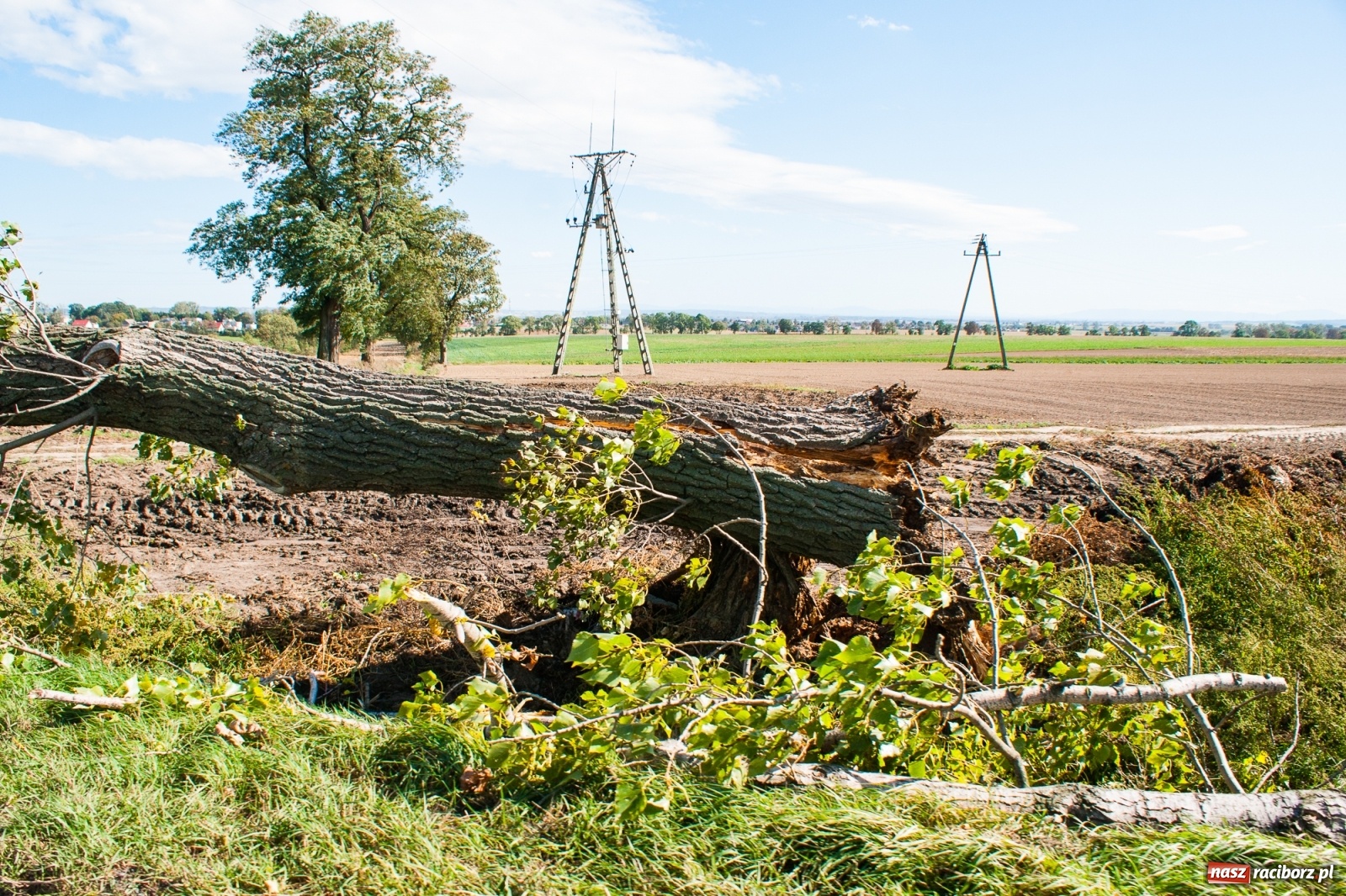 Zdjęcie w galerii na portalu naszraciborz.pl: Drzewo uszkodziło autobus. Pożar samochodu w Pawłowie wiadomości z regionu