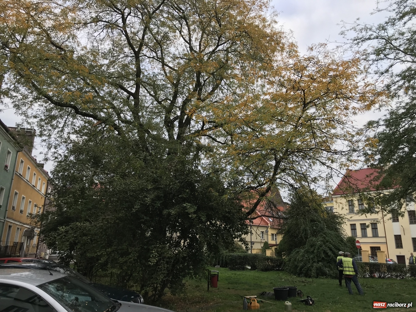 Zdjęcie w galerii na portalu naszraciborz.pl: Na skwerze przy Rzeźniczej ruszyła wycinka drzew wiadomości z regionu