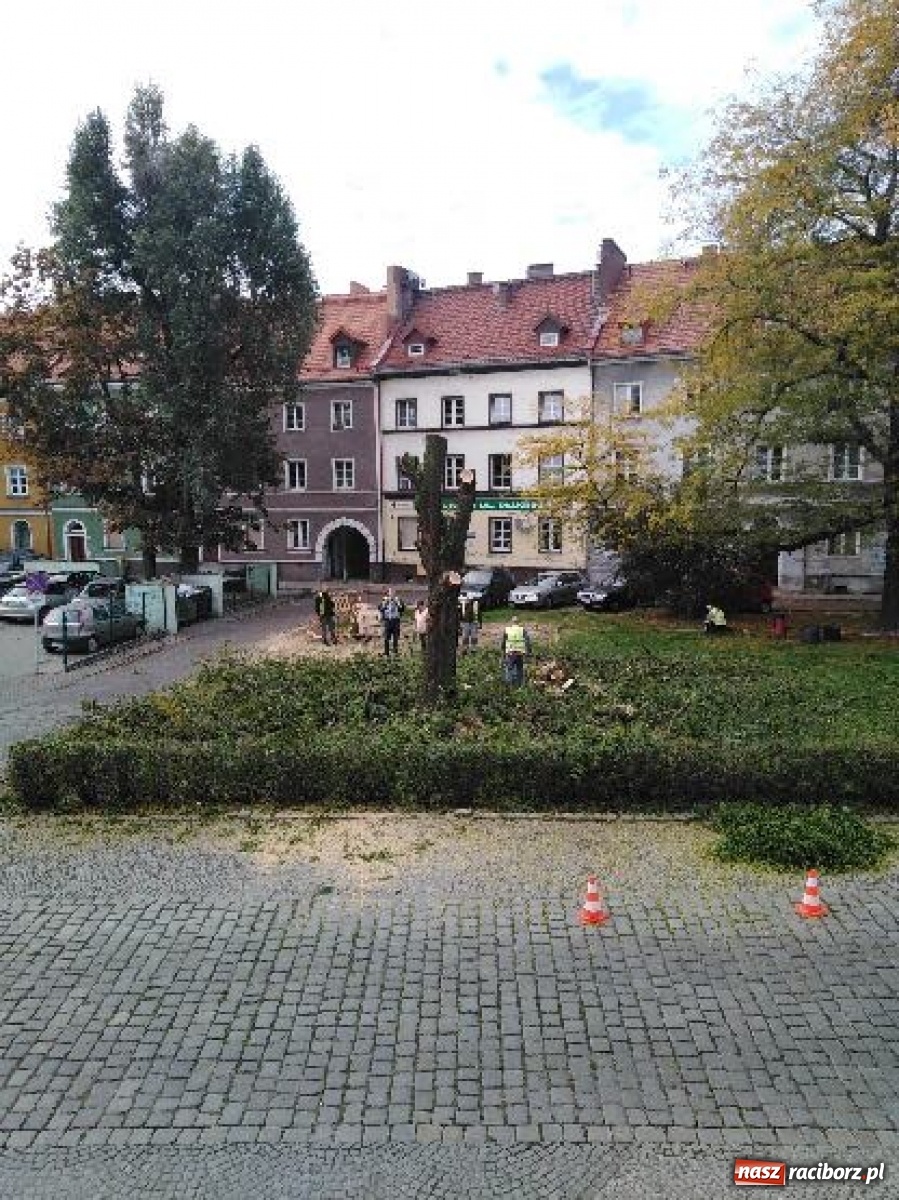 Zdjęcie w galerii na portalu naszraciborz.pl: Na skwerze przy Rzeźniczej ruszyła wycinka drzew wiadomości z regionu