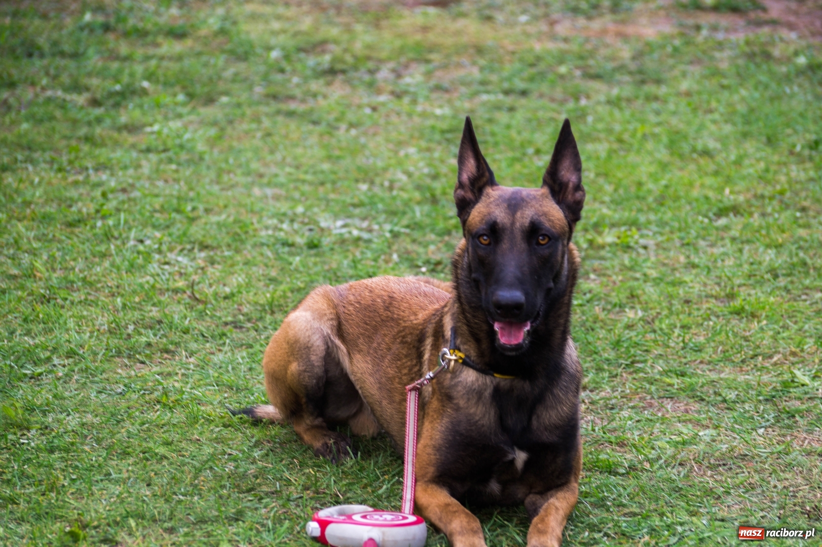 Zdjęcie w galerii na portalu naszraciborz.pl: W Nędzy trwają Mistrzostwa Świata w mondioringu wiadomości z regionu