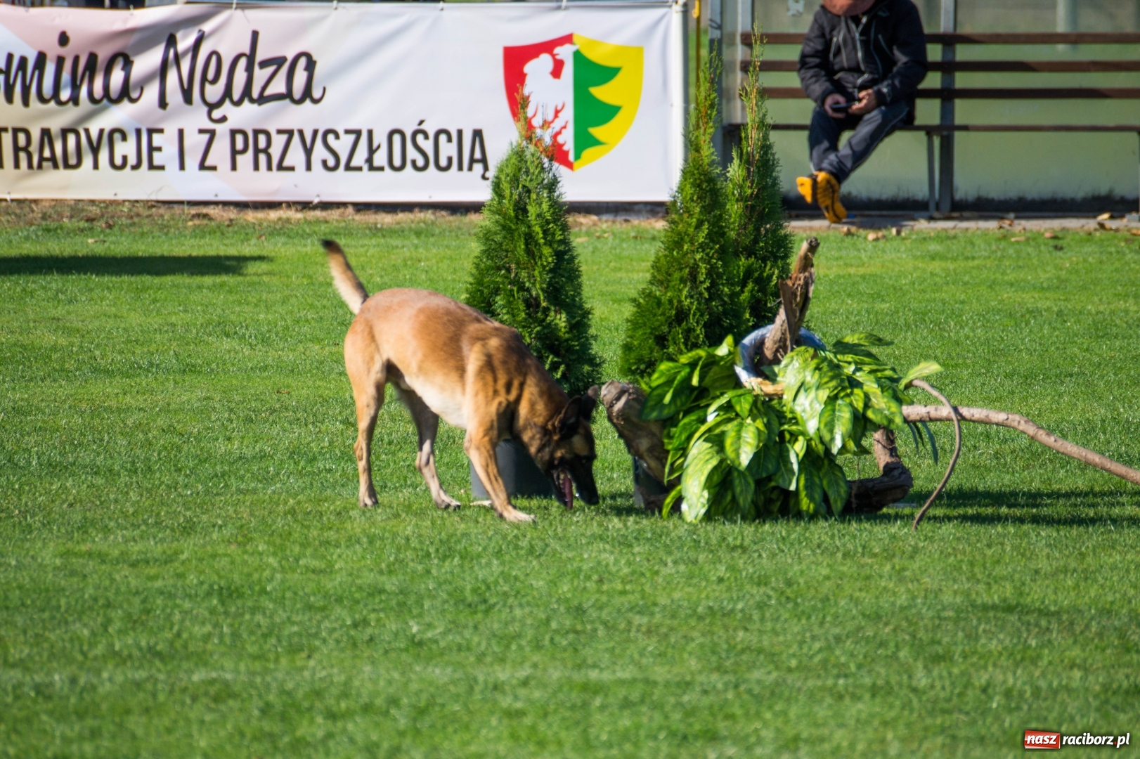 Zdjęcie w galerii na portalu naszraciborz.pl: W Nędzy trwają Mistrzostwa Świata w mondioringu wiadomości z regionu